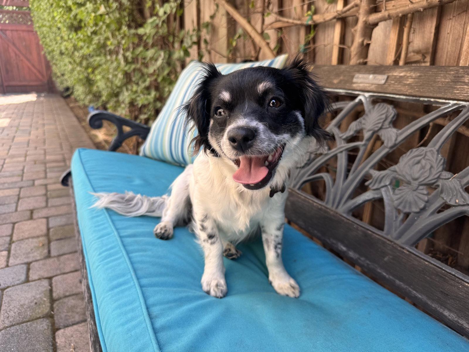 Ashley, a Adoptable mixed breed in Santa Clara, CA image 3/3