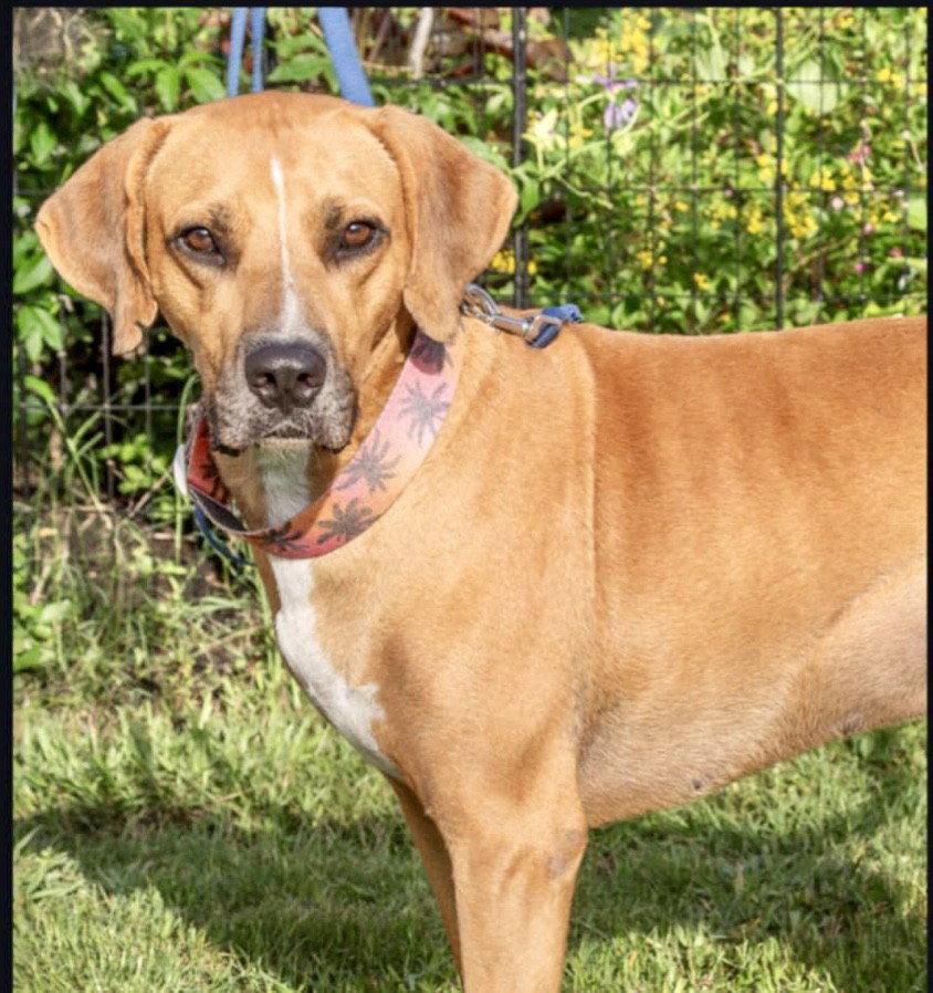 Jeremy, Adoptable, Young Male Black Mouth Cur.