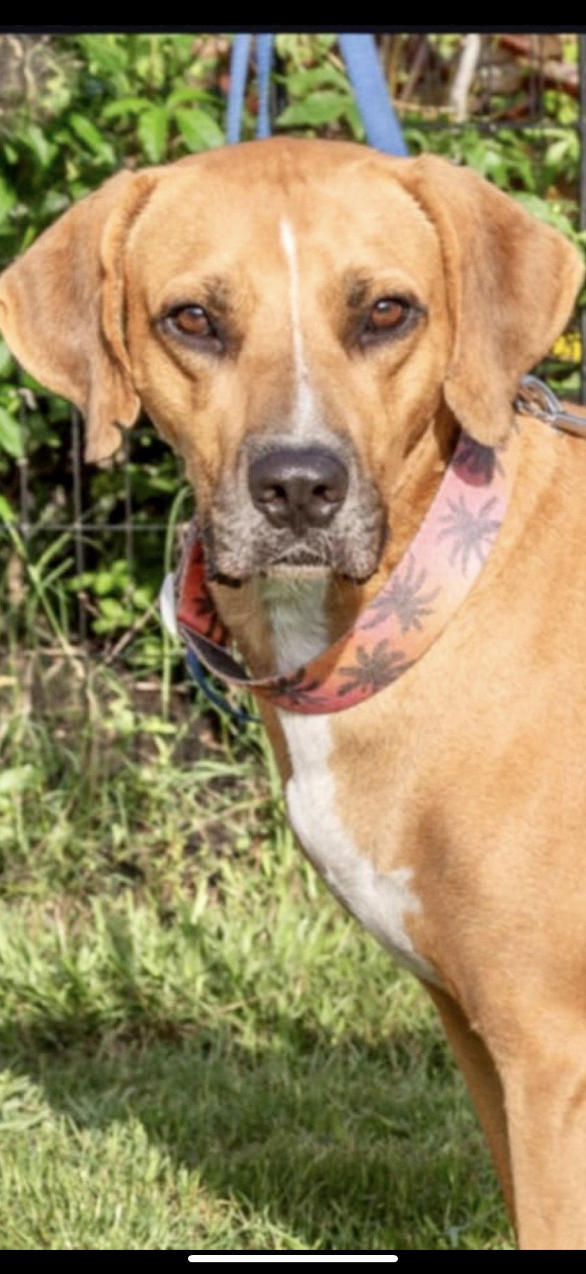 Enlarge Jeremy, a Adoptable Black Mouth Cur in ESTERO, FL image 2/3