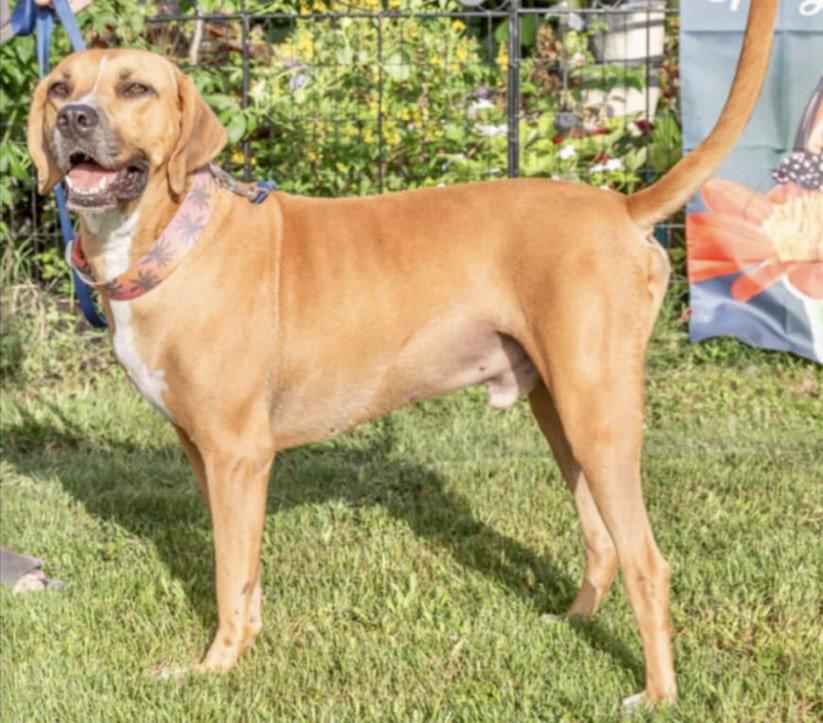 Enlarge Jeremy, a Adoptable Black Mouth Cur in ESTERO, FL image 3/3