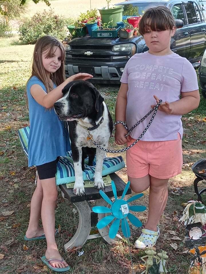 Letty, a Adoptable mixed breed in Canal Winchester, OH image 1/6