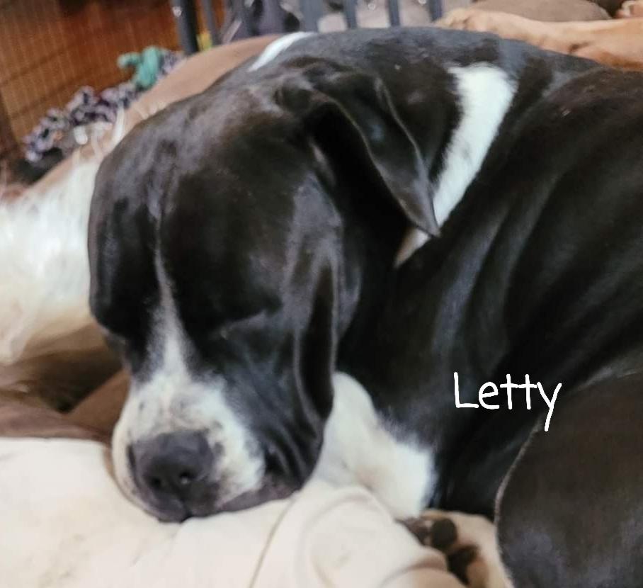 Letty, a Adoptable mixed breed in Canal Winchester, OH image 2/6