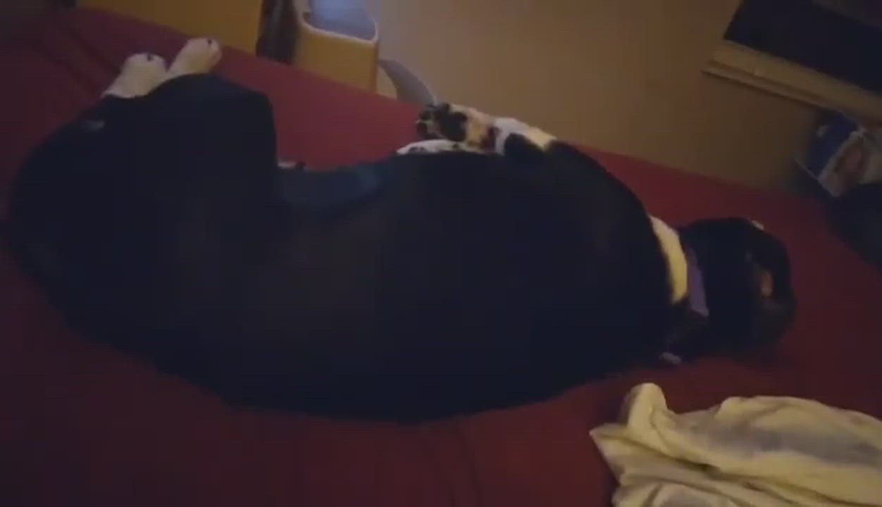 Enlarge Letty, a Adoptable mixed breed in Canal Winchester, OH video 6/6