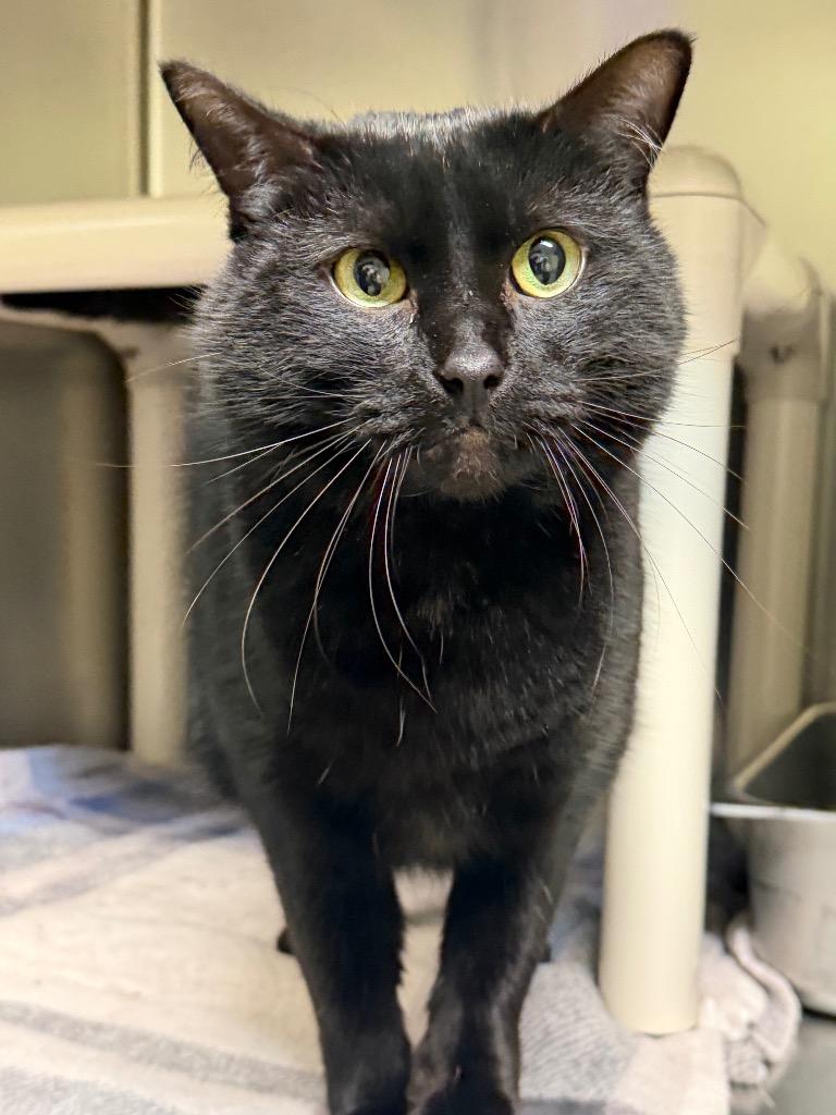 Freya, Adopted, Adult Female Domestic Short Hair.