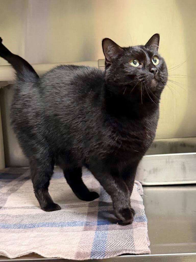 Enlarge Freya, a Adopted Domestic Short Hair in Amery, WI image 2/2