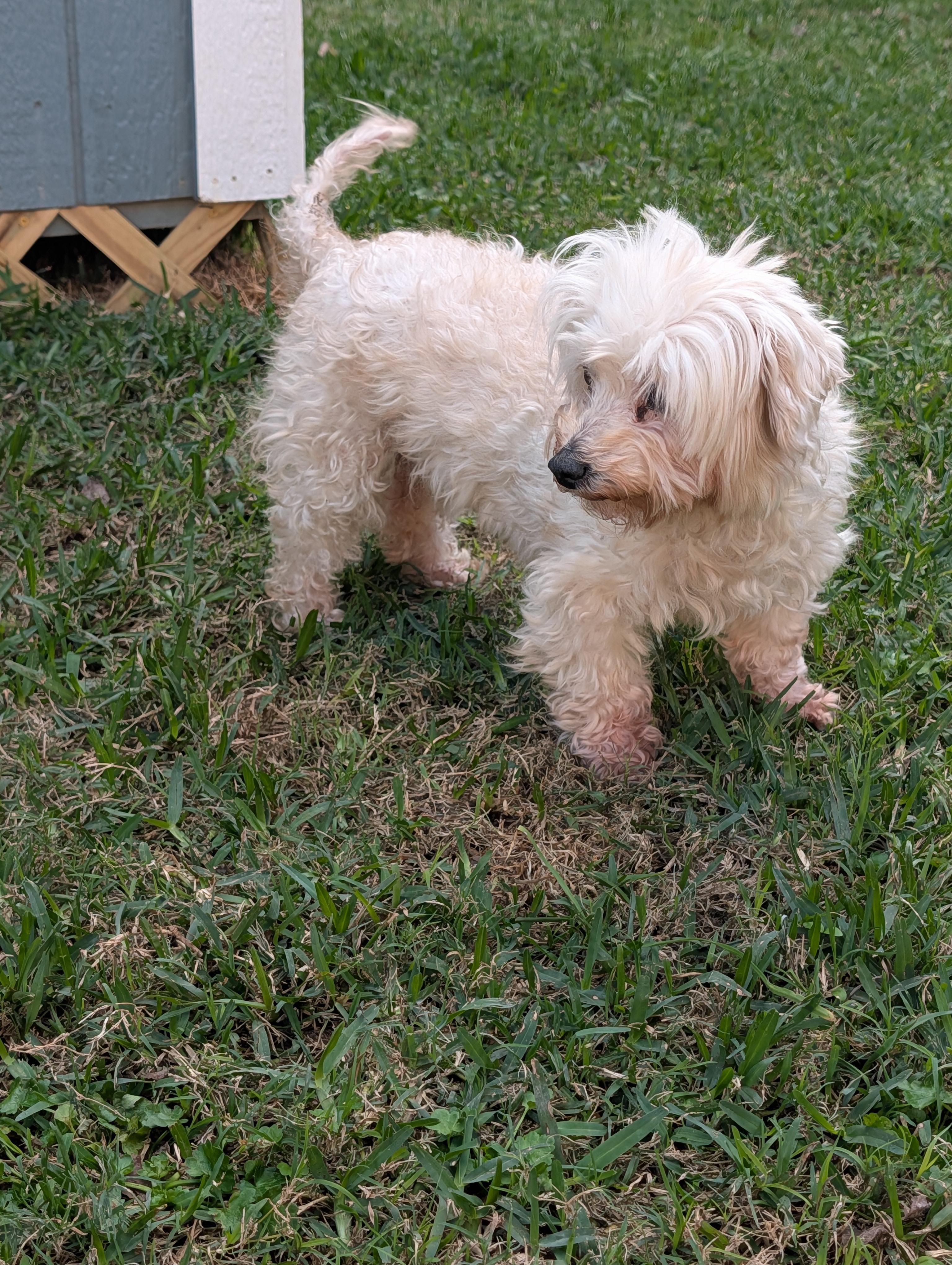 Enlarge Lillian, a ADOPTABLE mixed breed in Baton Rouge, LA image 3/3