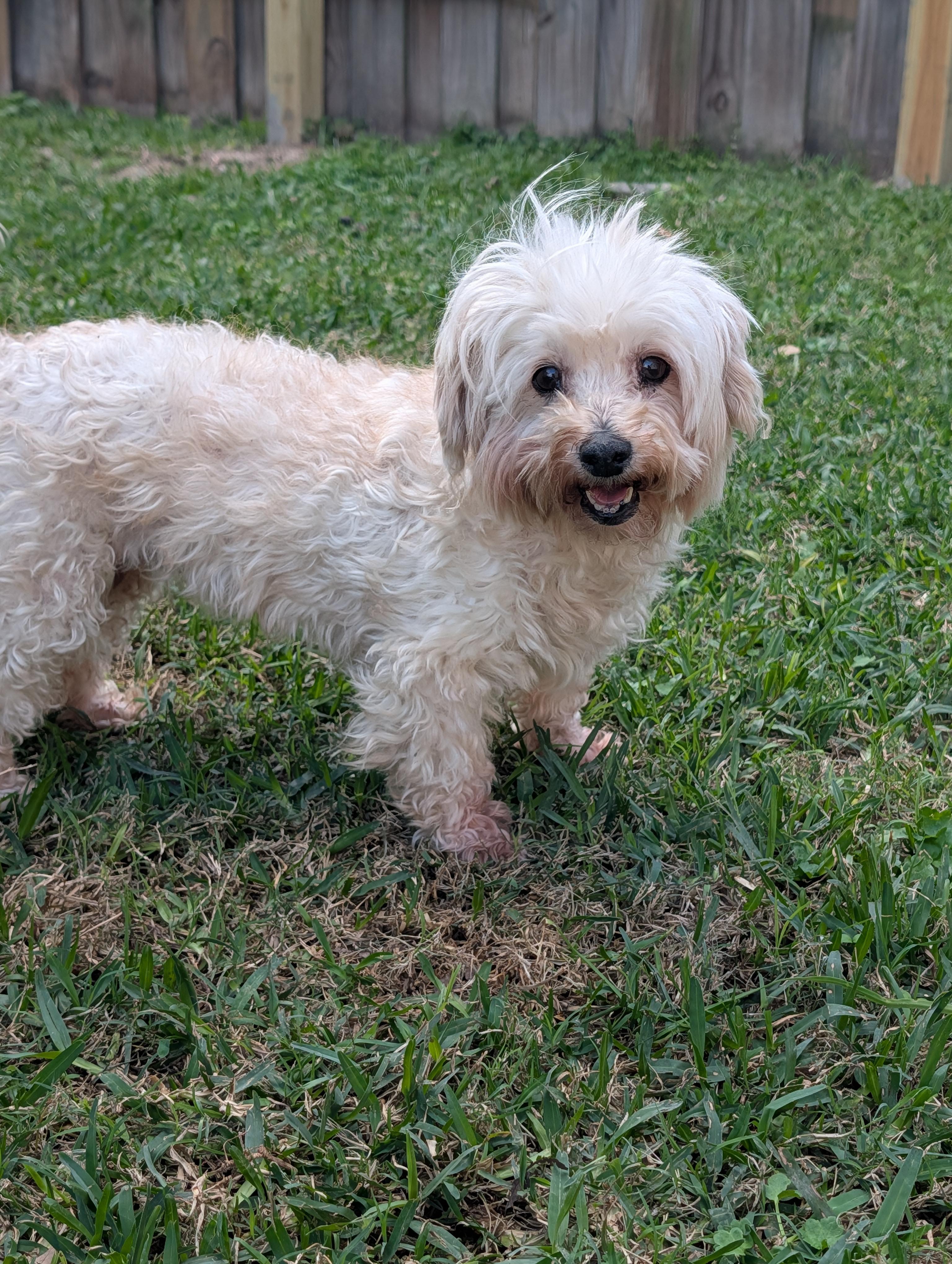 Enlarge Lillian, a ADOPTABLE mixed breed in Baton Rouge, LA image 1/3