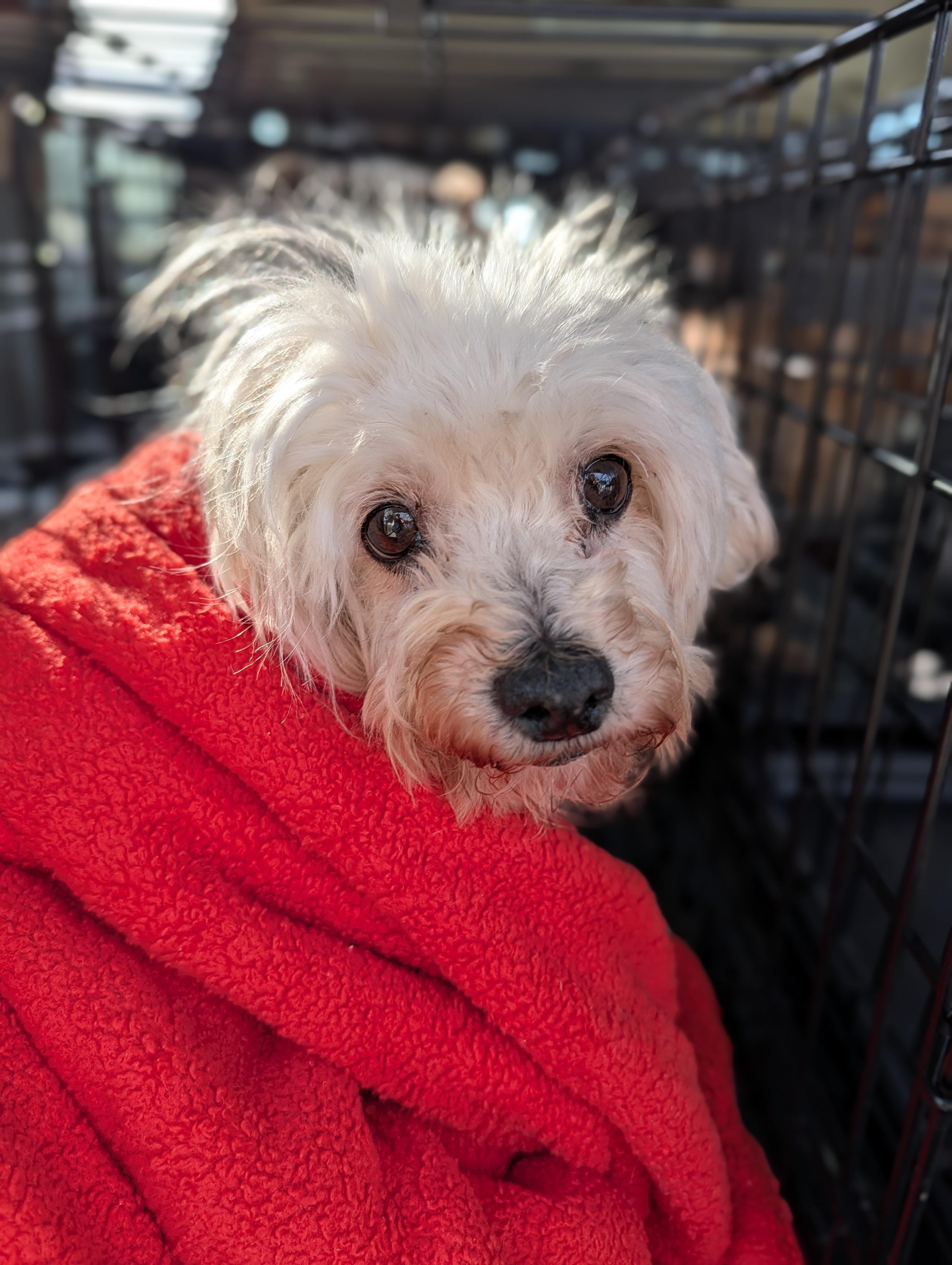 Enlarge Lillian, a ADOPTABLE mixed breed in Baton Rouge, LA image 2/3