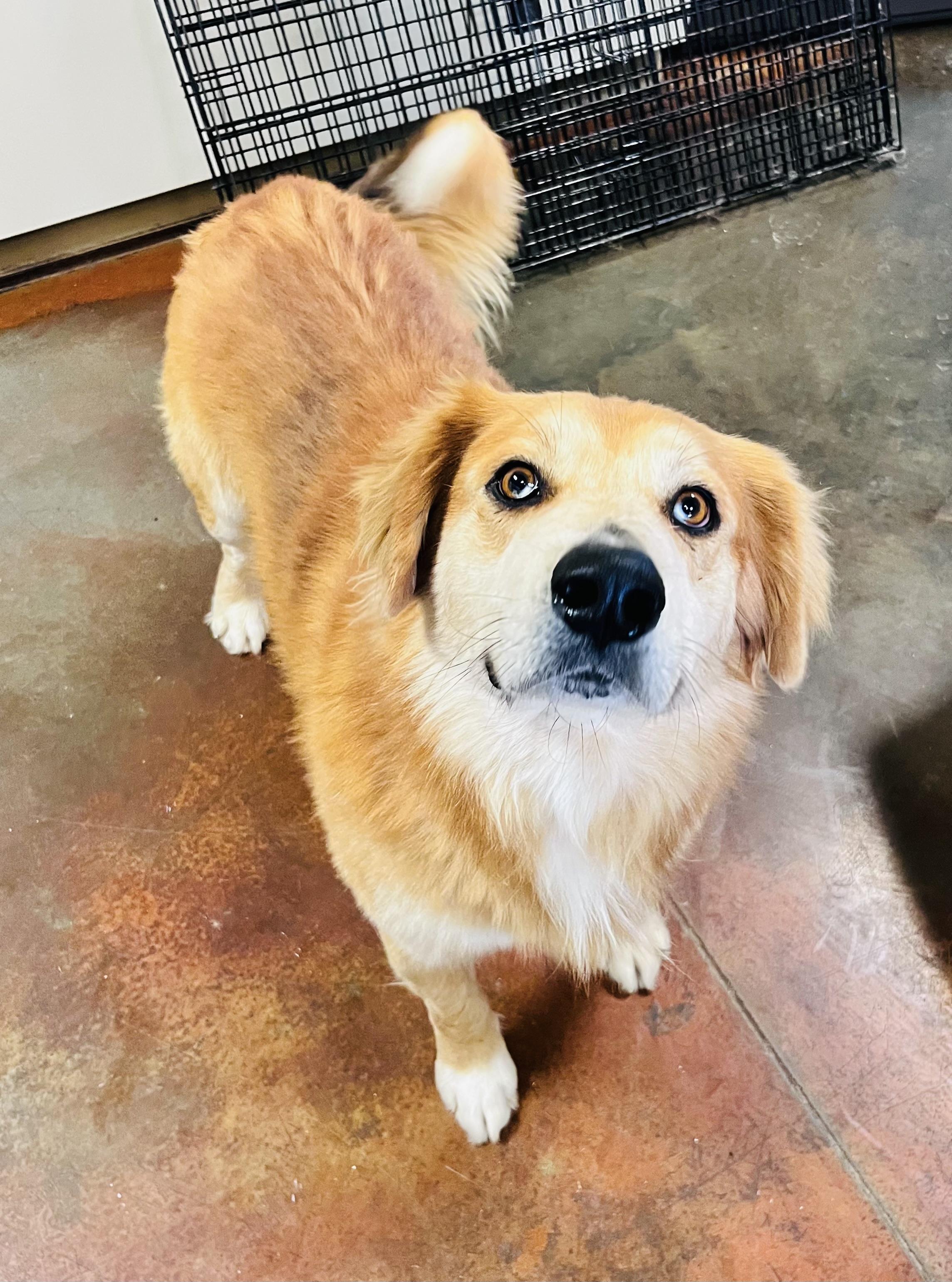 Enlarge Prancer , a ADOPTABLE mixed breed in Council Bluffs, IA image 1/1