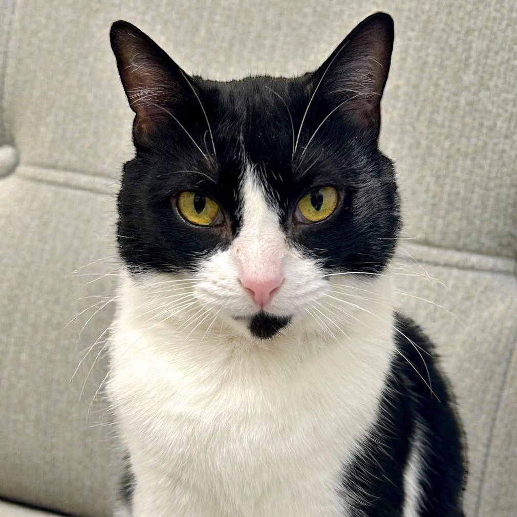 Enlarge HARPER, an adopted Domestic Short Hair in Santa Monica, CA image 1/5