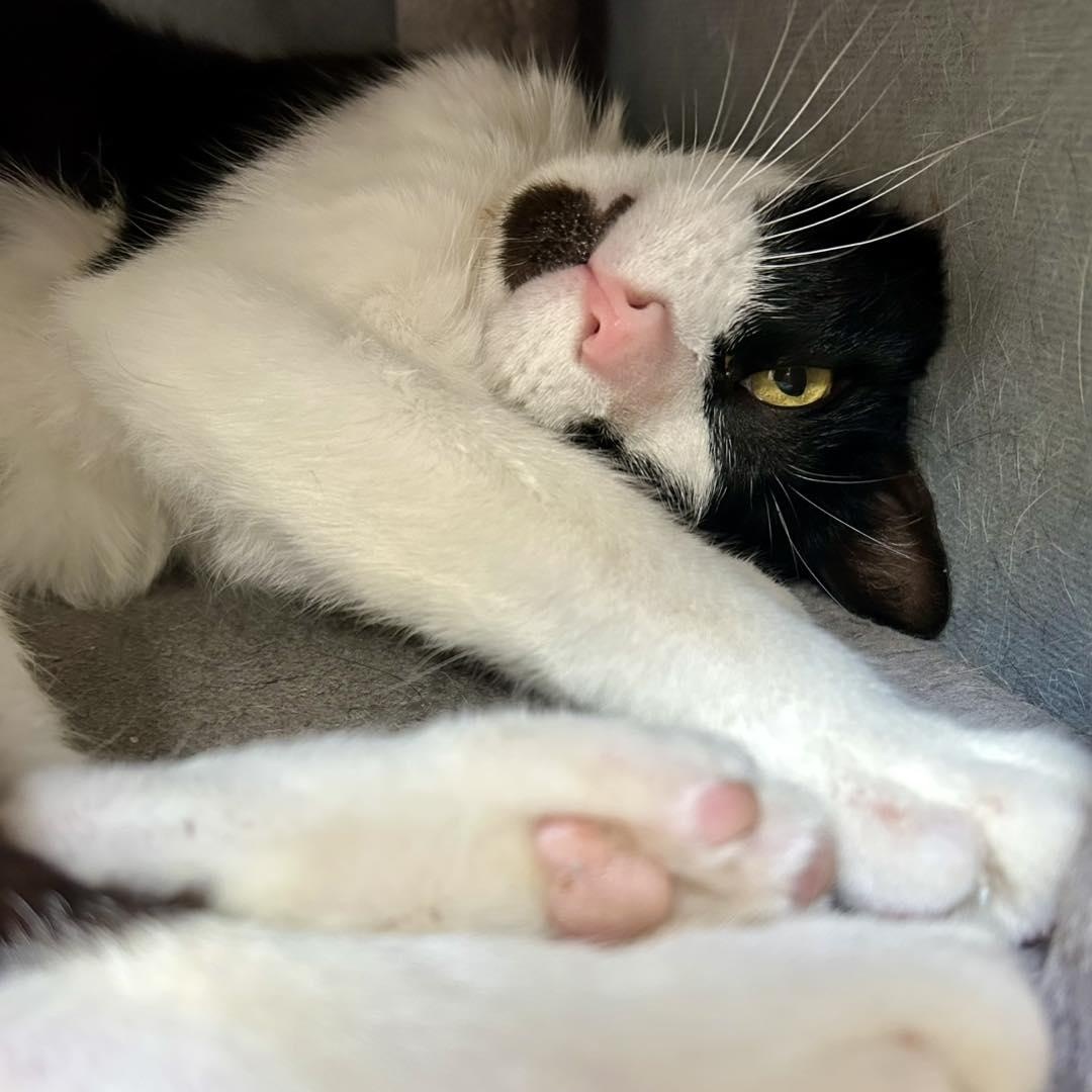 HARPER, a Adoptable Domestic Short Hair in Santa Monica, CA image 4/6