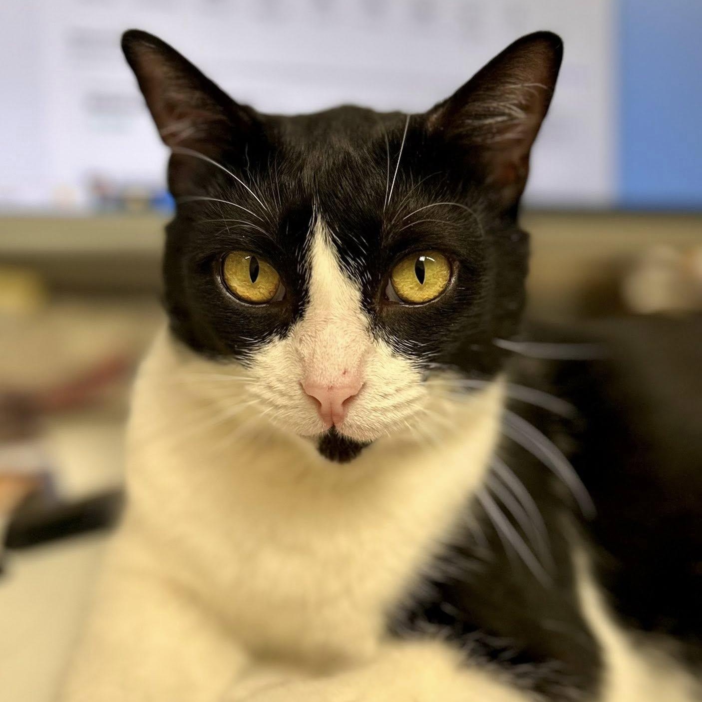 HARPER, a Adoptable Domestic Short Hair in Santa Monica, CA image 3/6