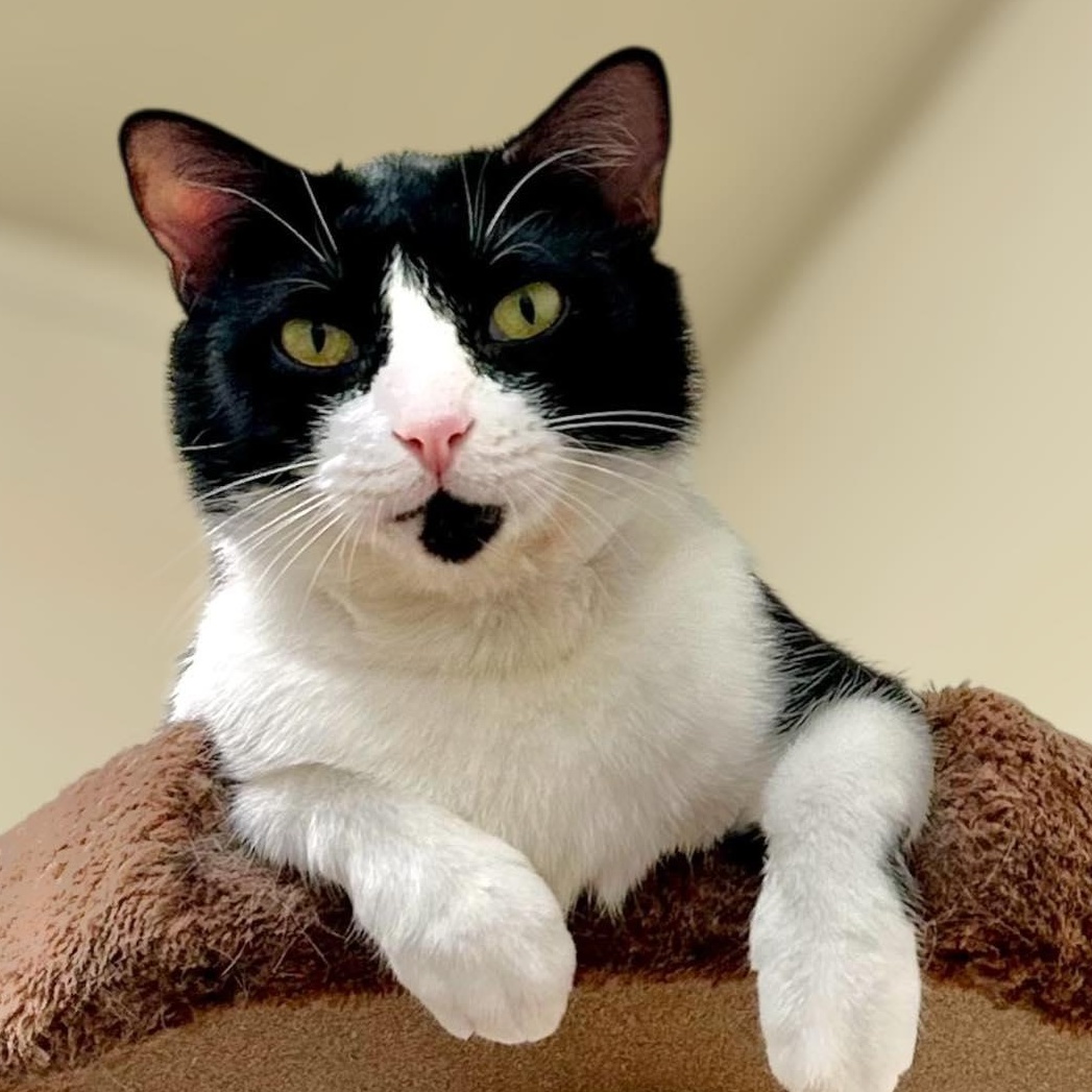 HARPER, a Adoptable Domestic Short Hair in Santa Monica, CA image 1/6