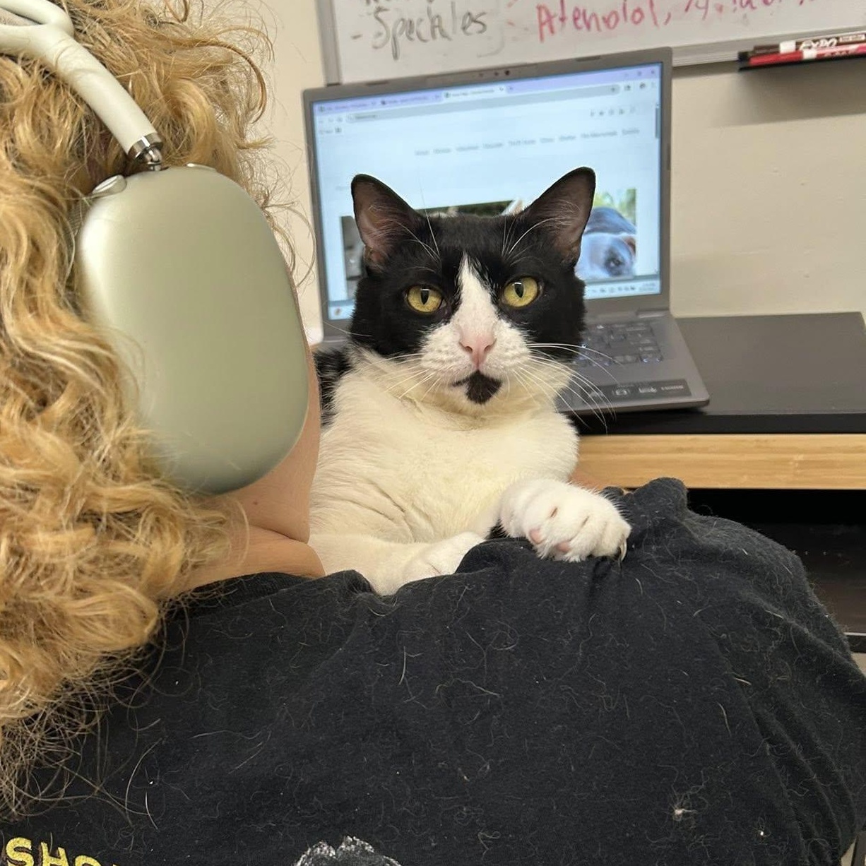 HARPER, a Adoptable Domestic Short Hair in Santa Monica, CA image 6/6