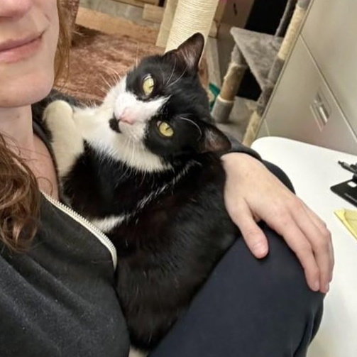 HARPER, a Adoptable Domestic Short Hair in Santa Monica, CA image 2/6