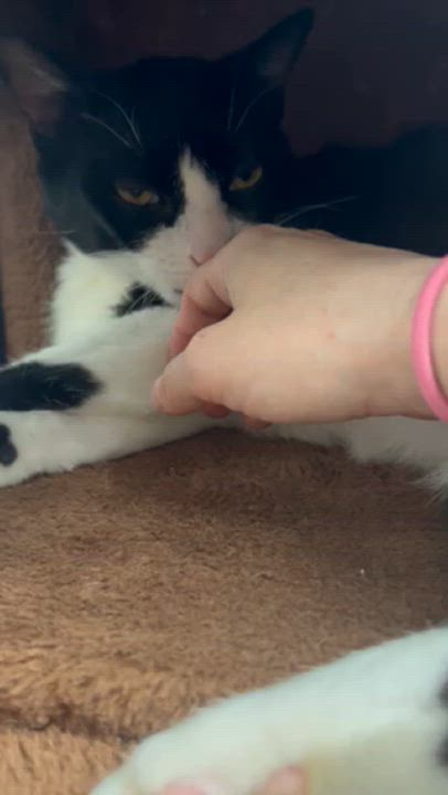 Enlarge HARPER, a Adoptable Domestic Short Hair in Santa Monica, CA video 5/6