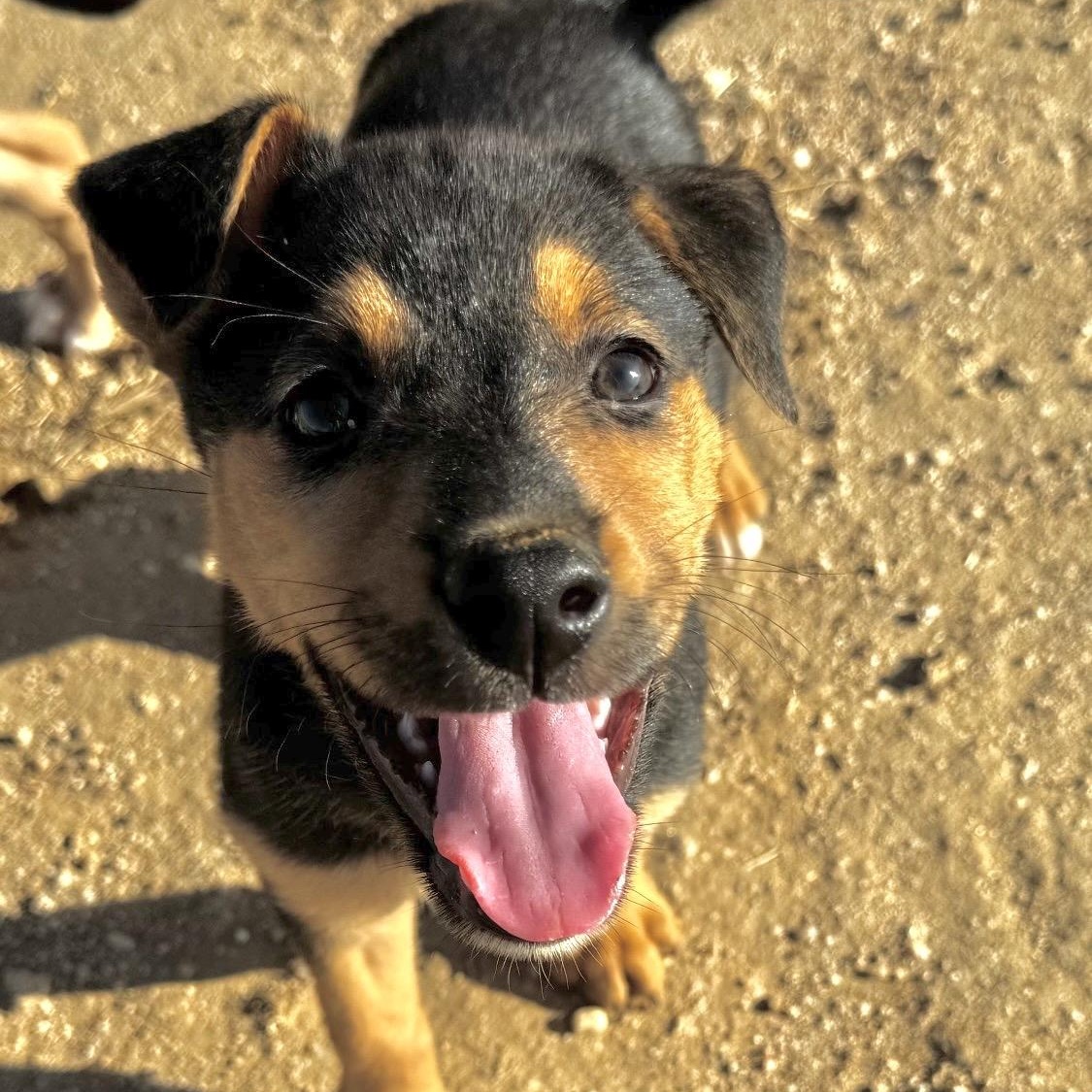 Ladybug, adopted, Puppy Female Doberman Pinscher.