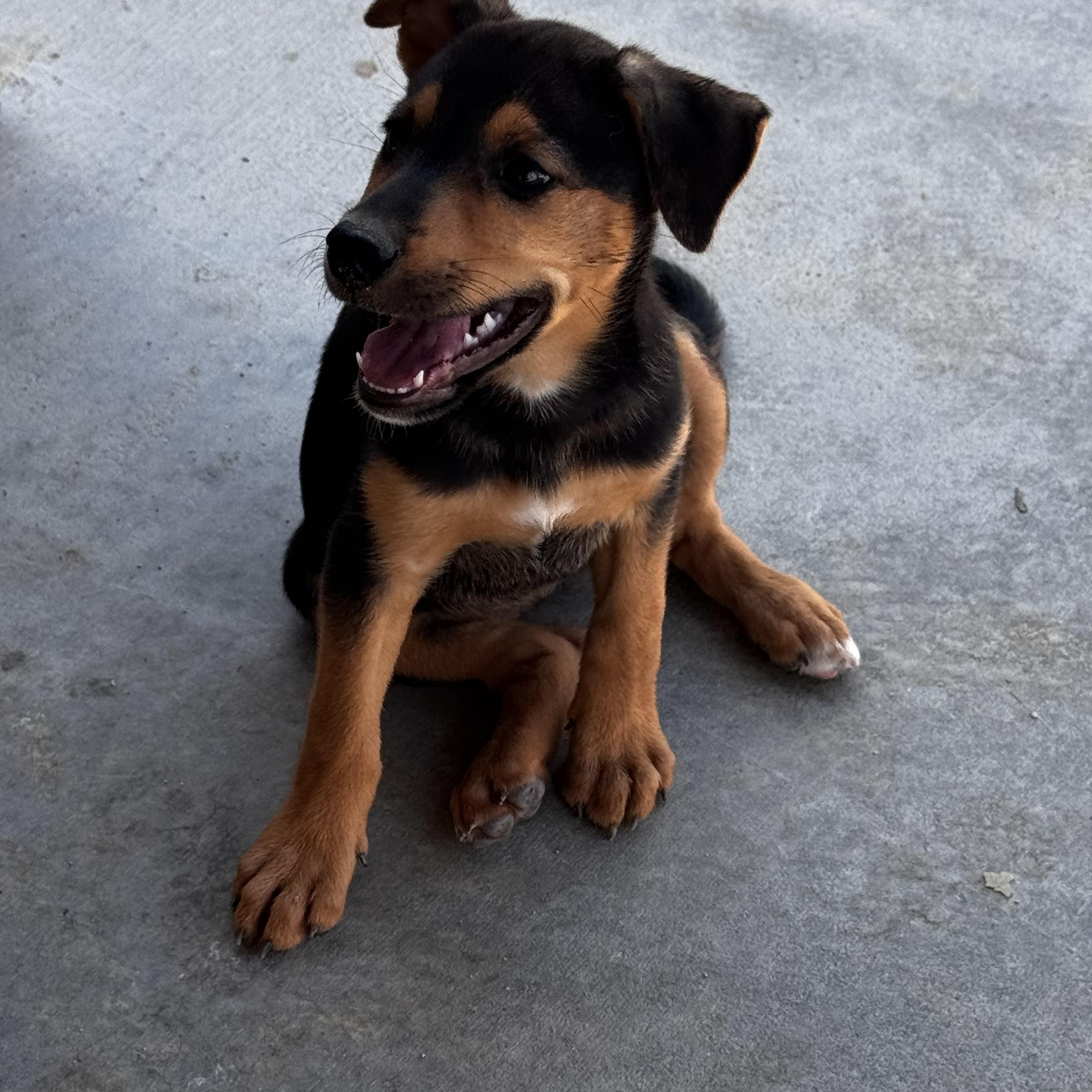 Ladybug, an adopted mixed breed in Van Nuys, CA image 6/6