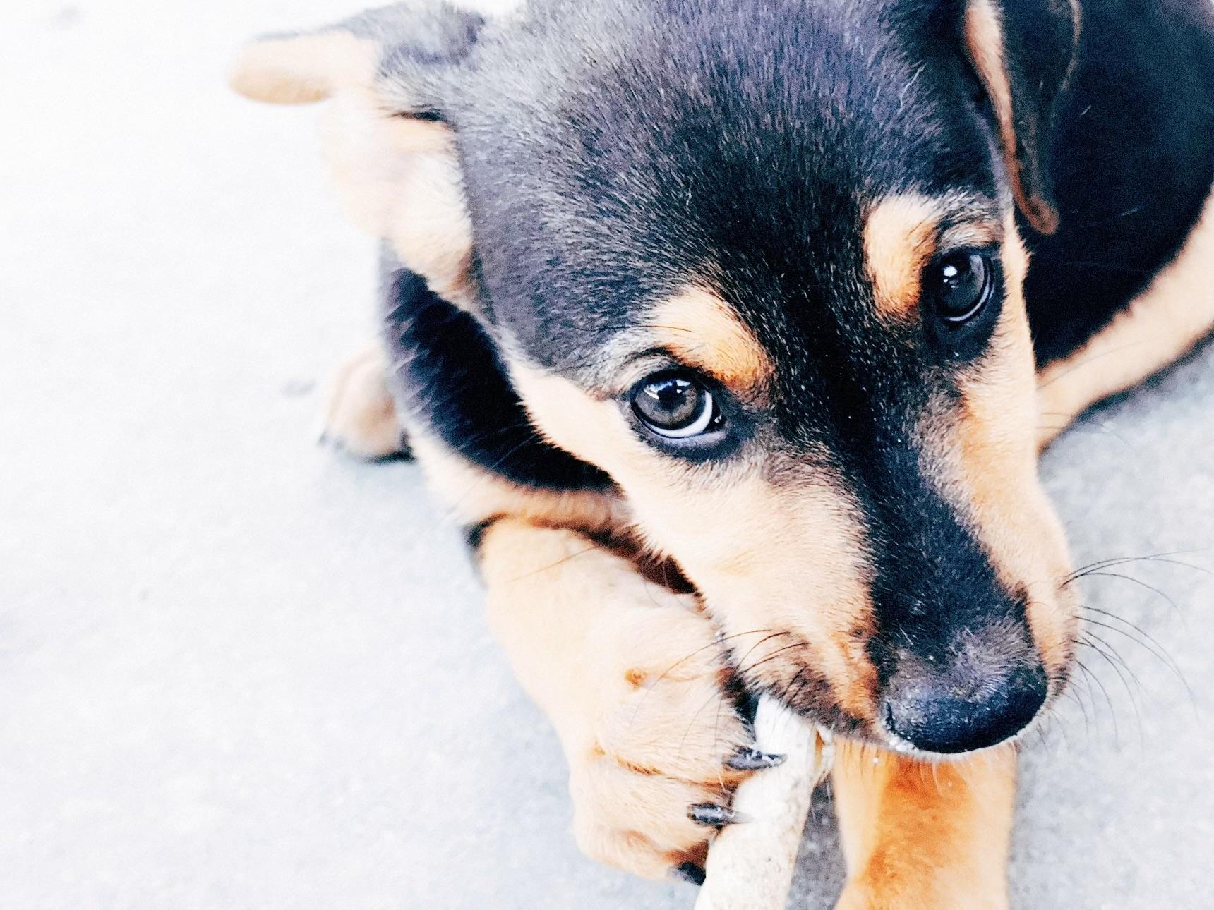 Ladybug, an adopted mixed breed in Van Nuys, CA image 2/6