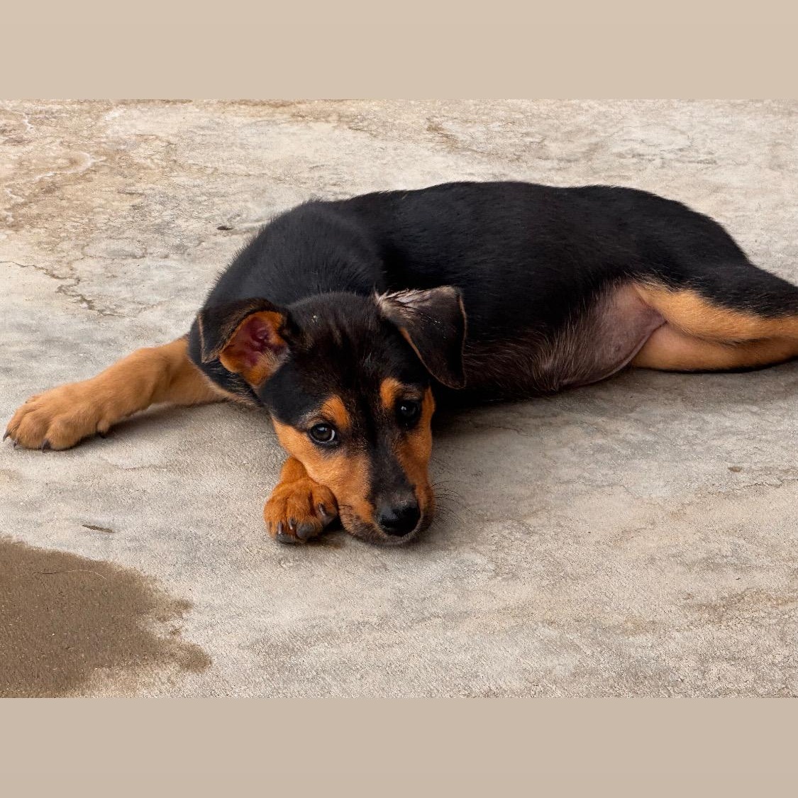 Ladybug, an adopted mixed breed in Van Nuys, CA image 4/6