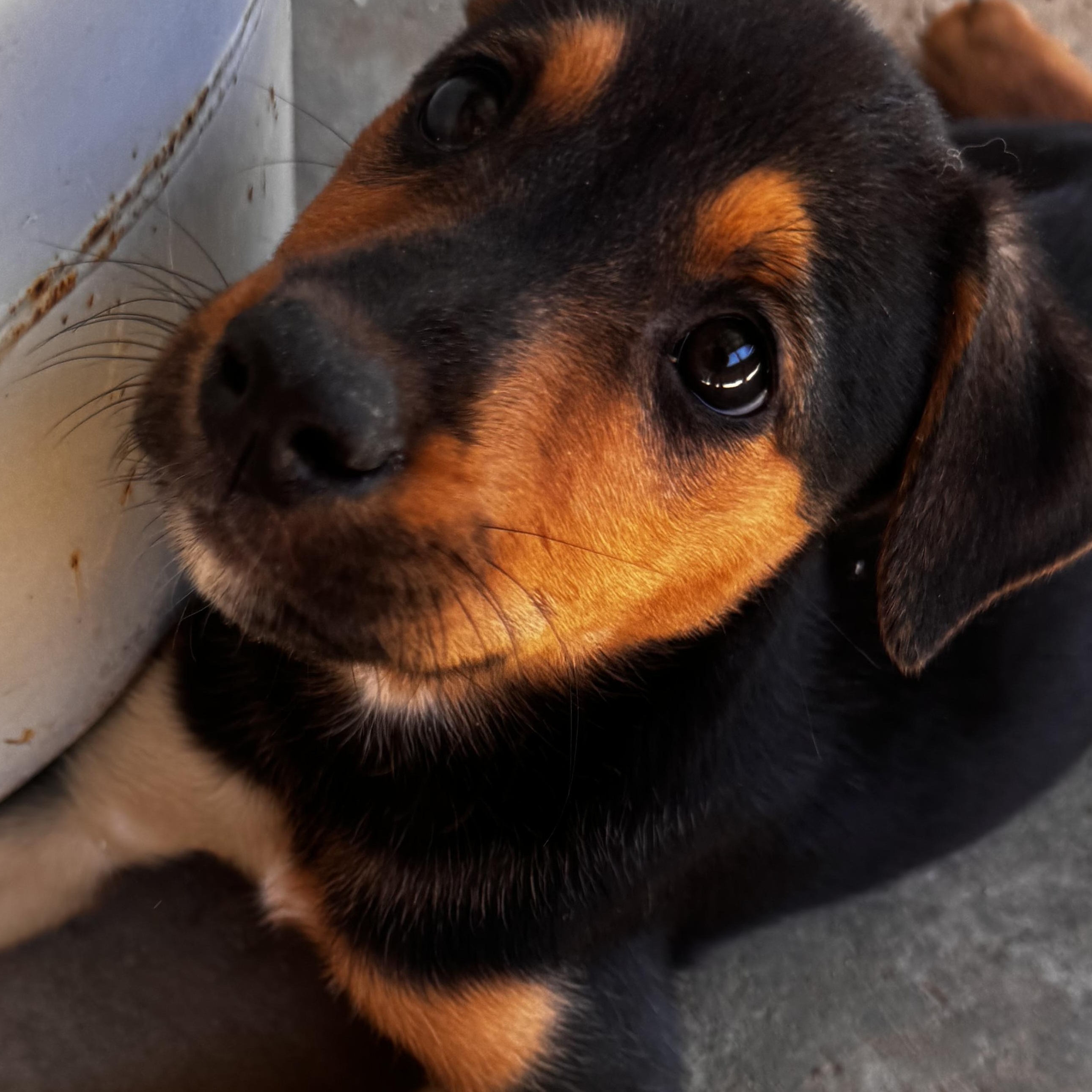 Ladybug, an adopted mixed breed in Van Nuys, CA image 3/6