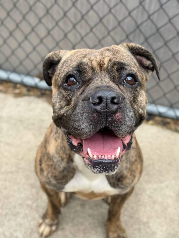 Villa, adopted, Adult Female Boxer & Pit Bull Terrier.