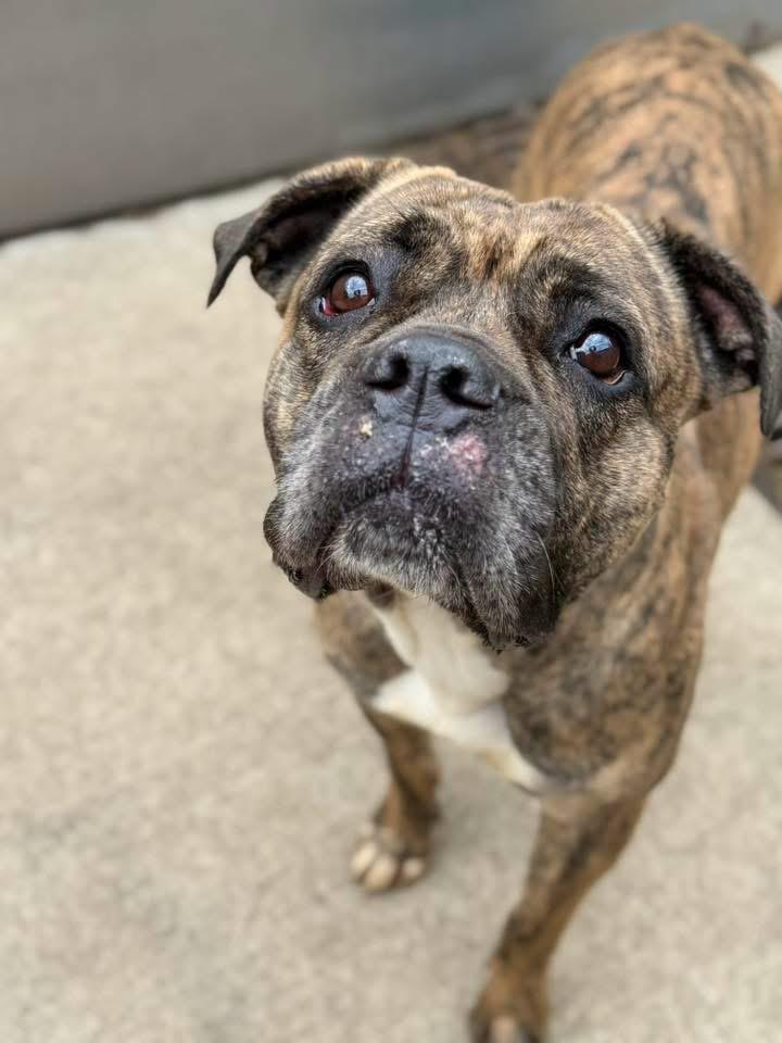 Villa, an adopted mixed breed in Chicago, IL image 2/5
