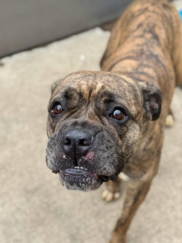 Villa, an adopted mixed breed in Chicago, IL image 4/5