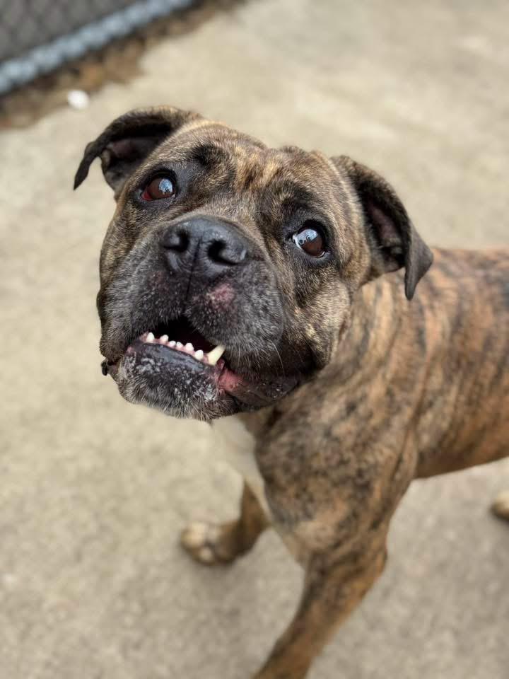 Villa, an adopted mixed breed in Chicago, IL image 3/5