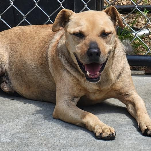 Enlarge Champ, a Adoptable mixed breed in Mountain City, TN image 1/1