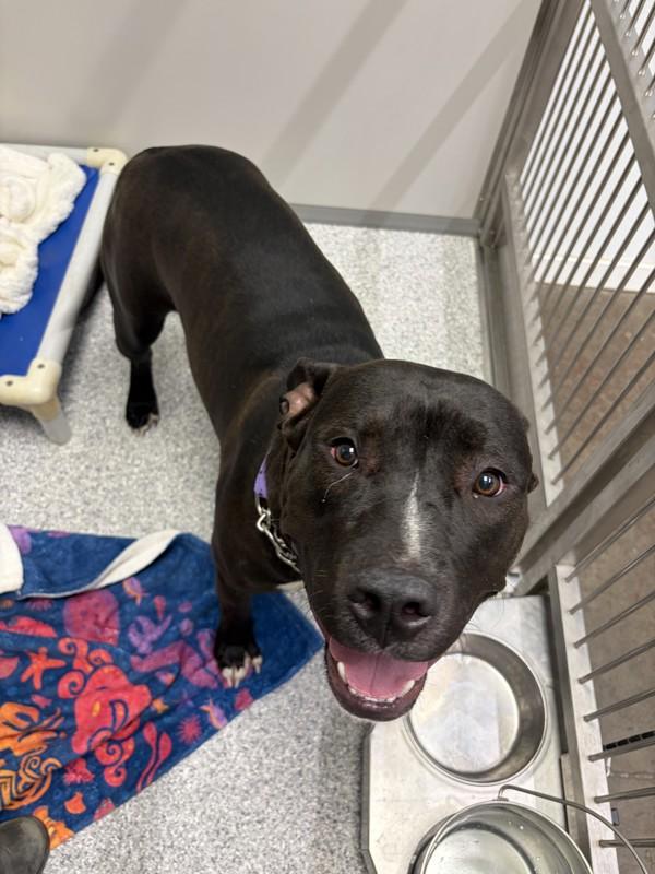 Enlarge Stormy, a Adoptable mixed breed in Maple Ridge, BC image 1/1