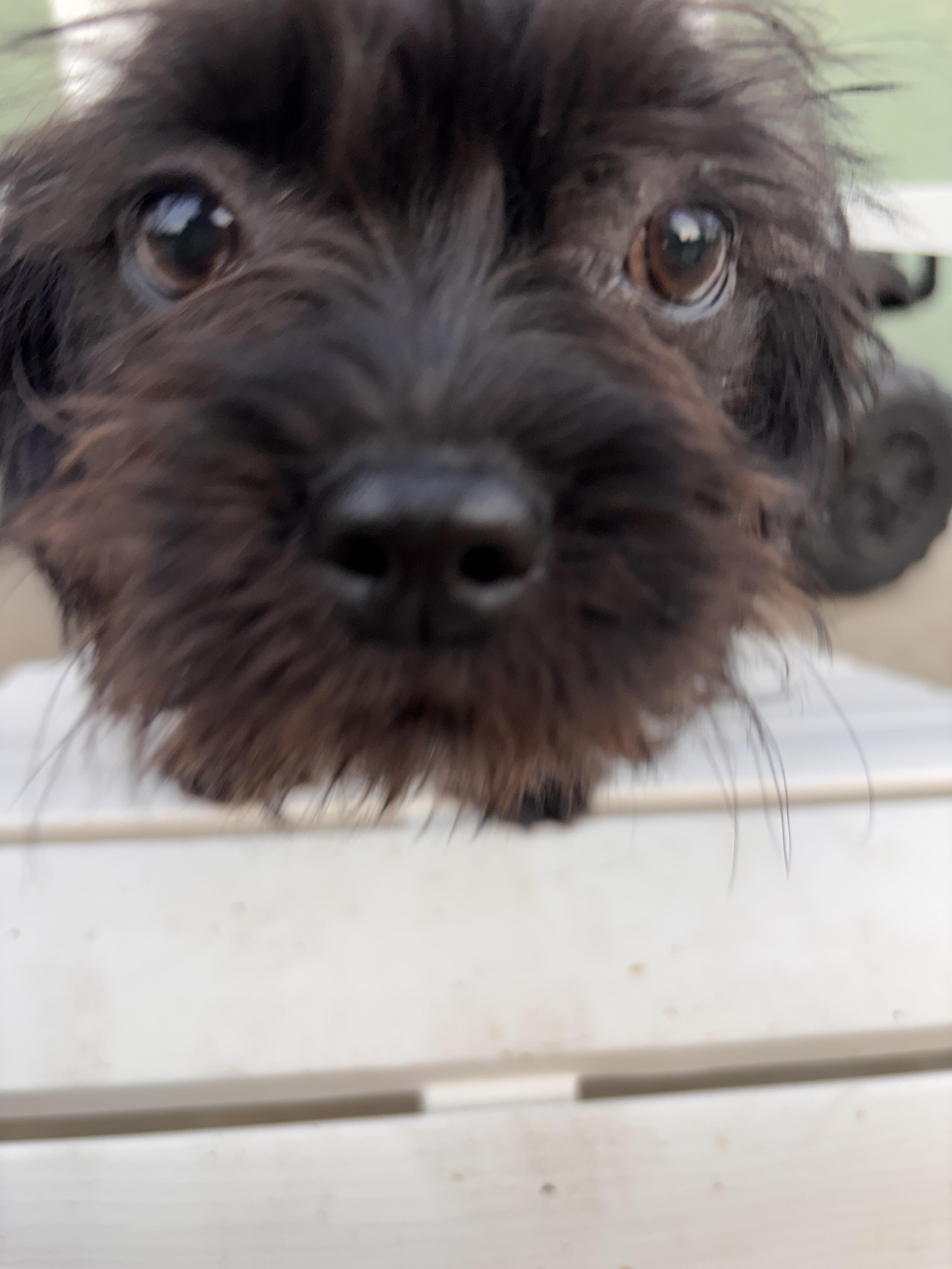 Enlarge Desrie , an adopted mixed breed in Corona, CA image 1/3