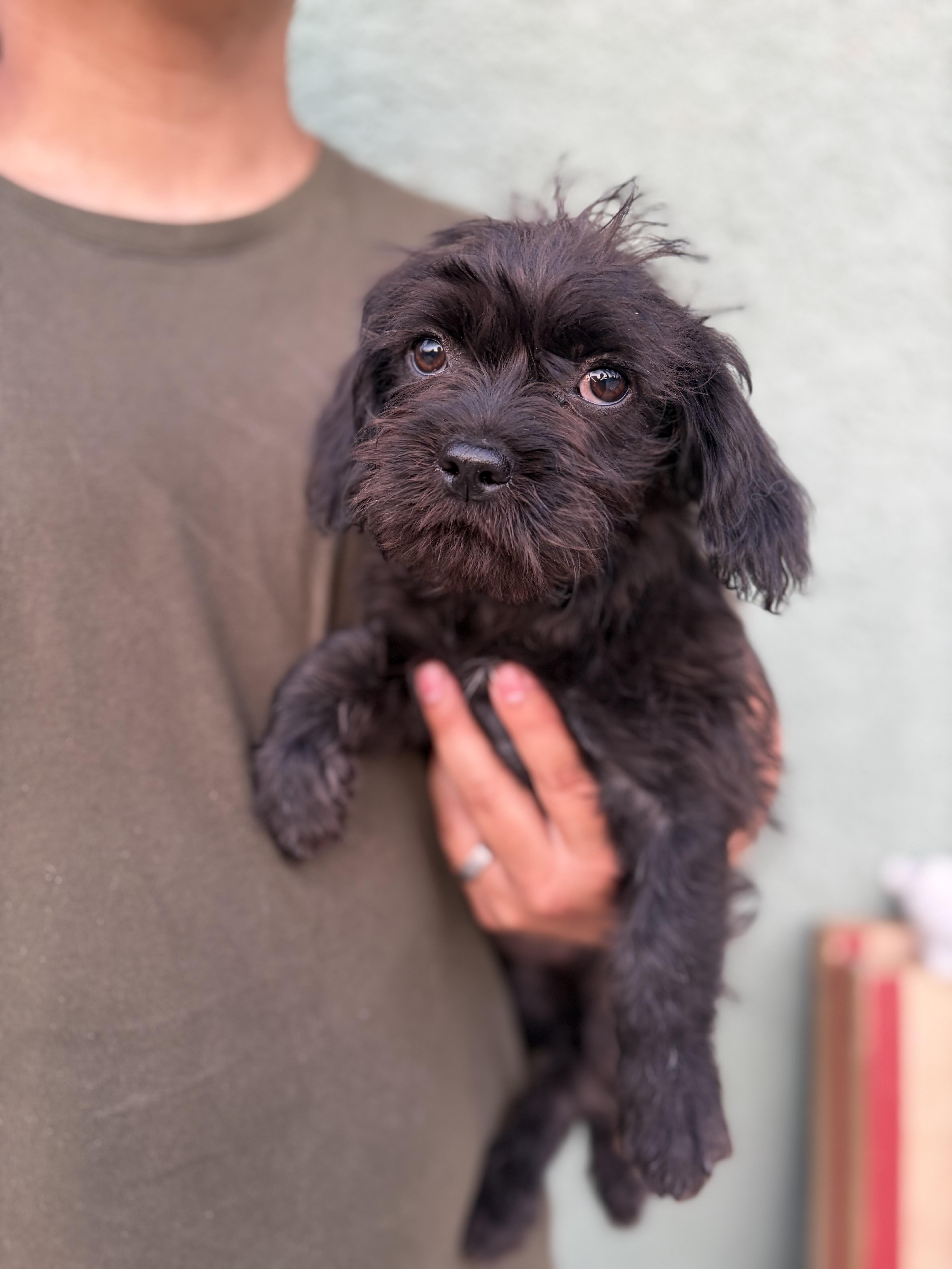 Enlarge Desrie , an adopted mixed breed in Corona, CA image 3/3