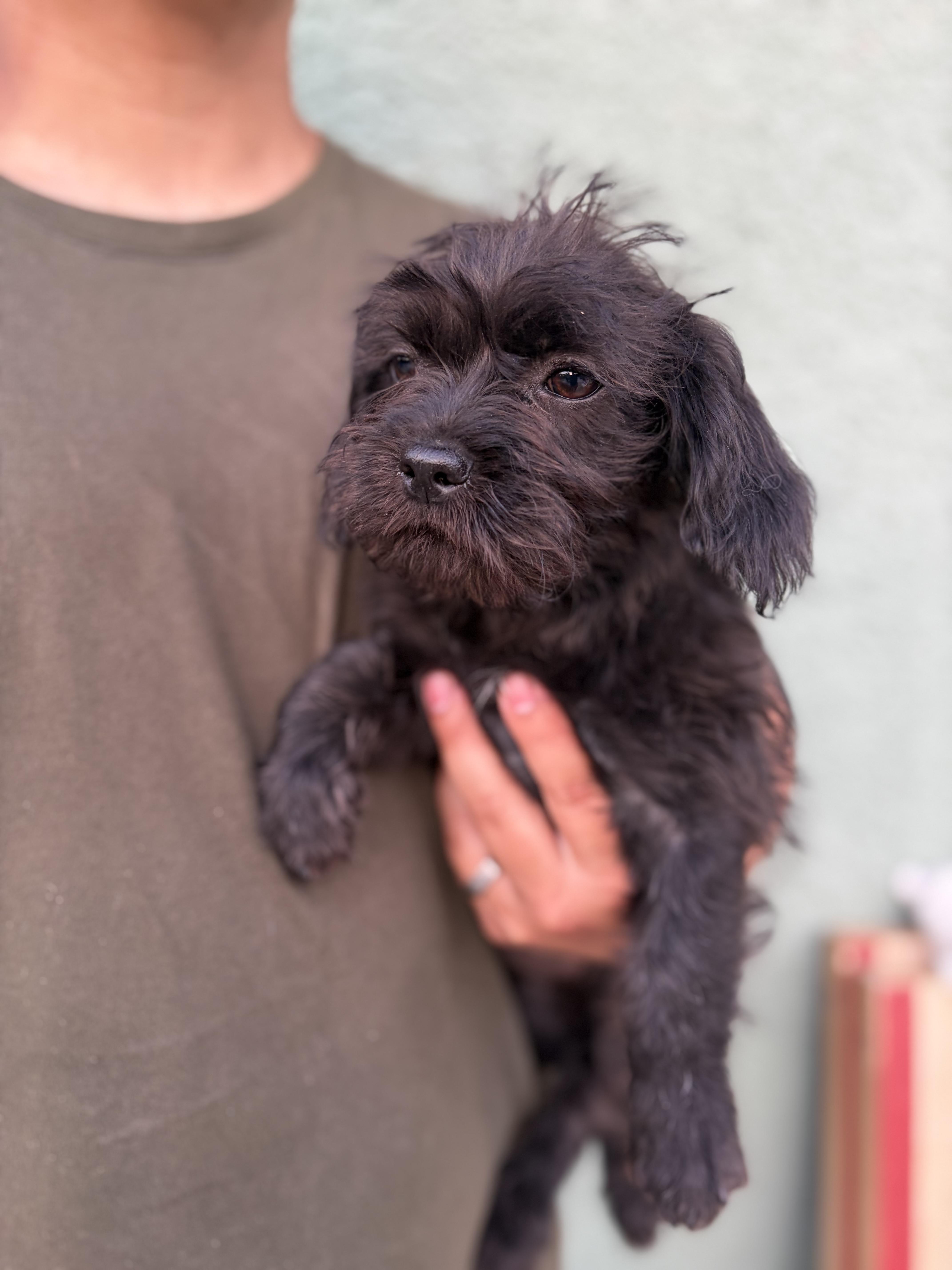 Enlarge Desrie , an adopted mixed breed in Corona, CA image 2/3