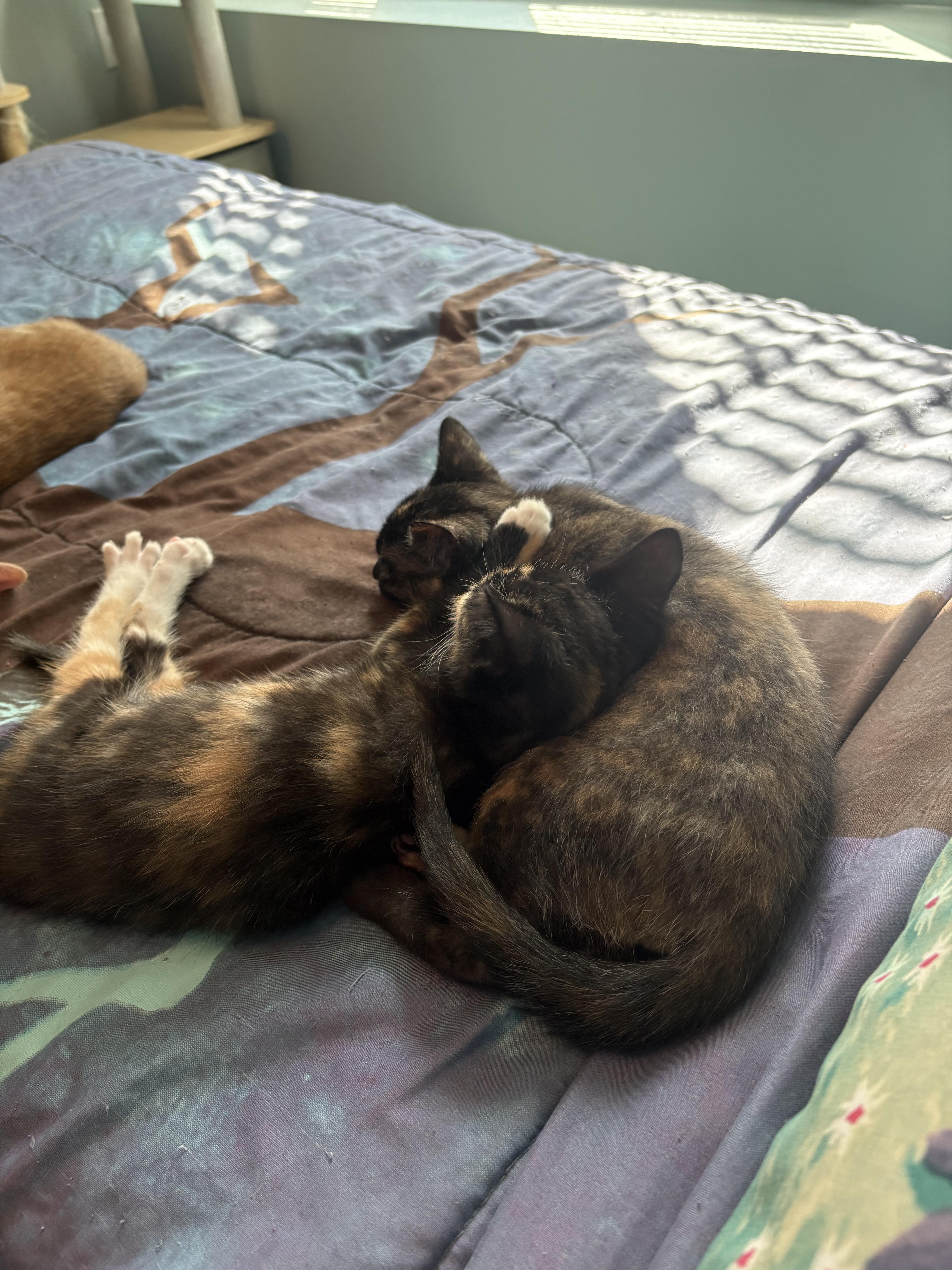 Ariel, Adopted, Young Female Domestic Short Hair.