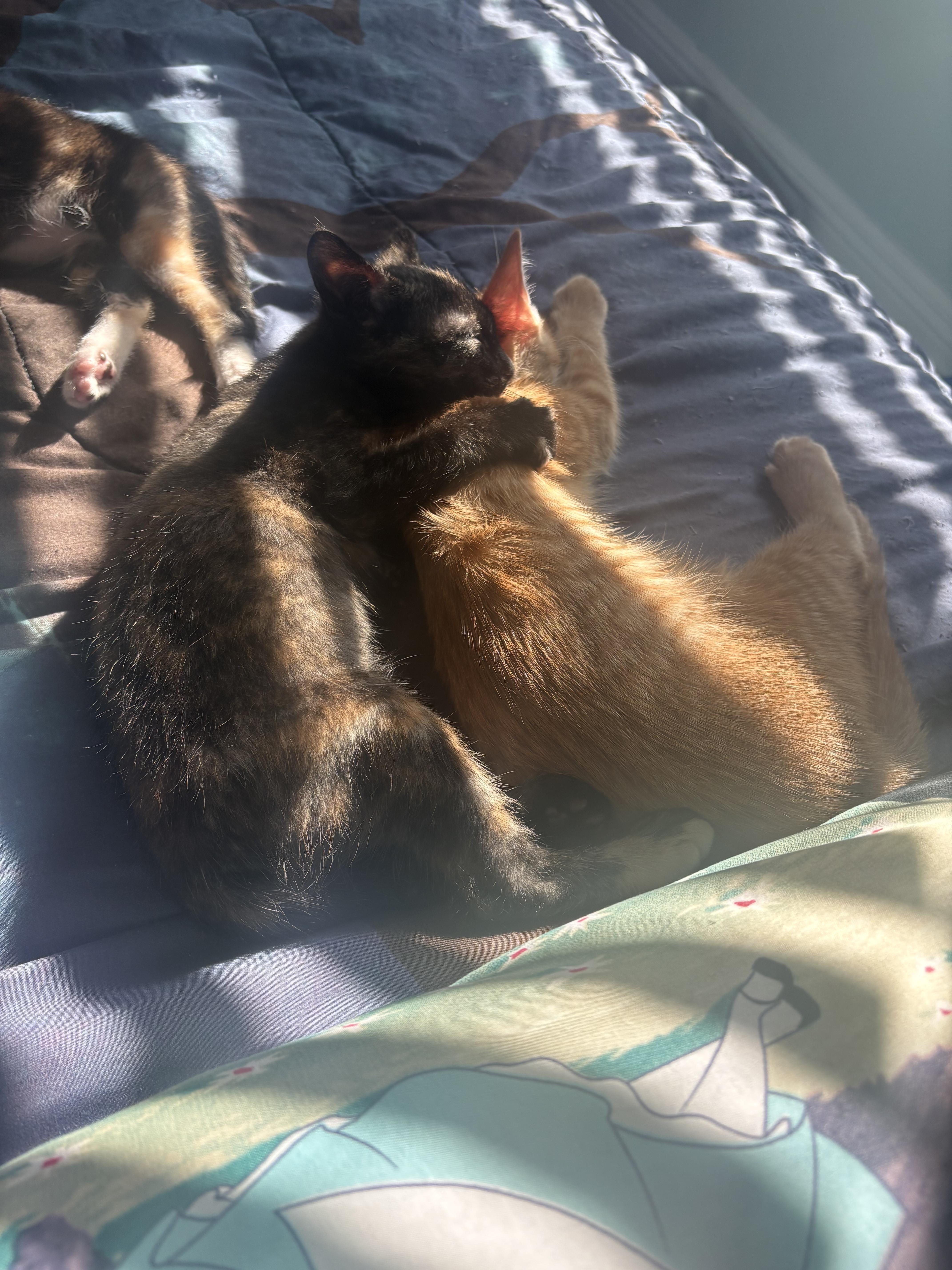 Enlarge Ariel, a Adopted Domestic Short Hair in St Petersburg, FL image 2/6