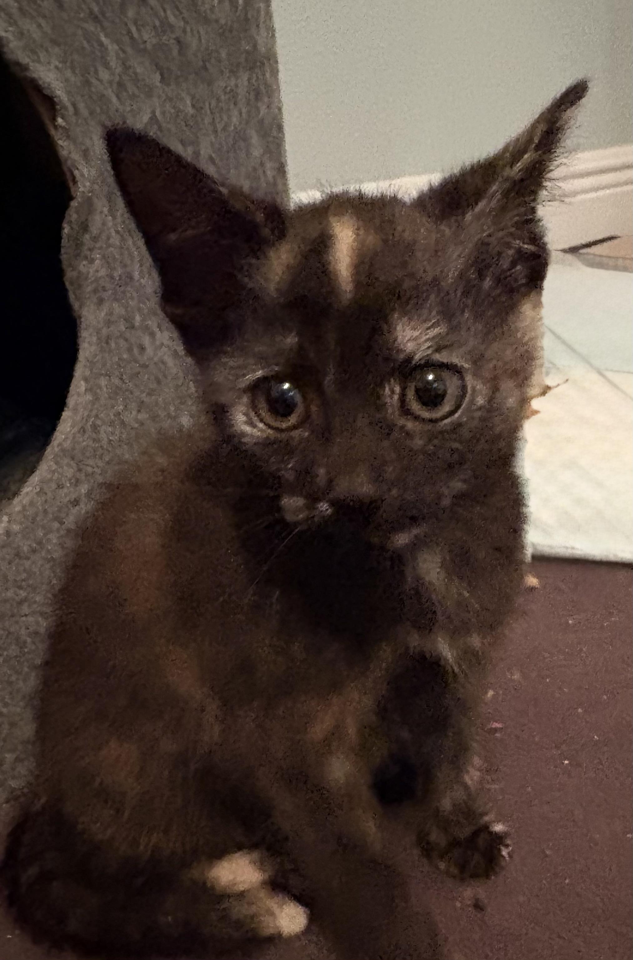Enlarge Ariel, a Adopted Domestic Short Hair in St Petersburg, FL image 3/6