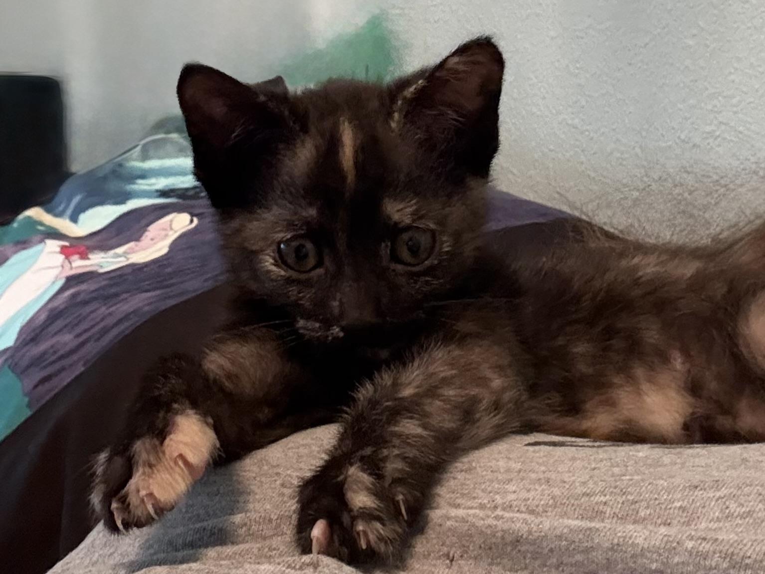 Enlarge Ariel, a Adopted Domestic Short Hair in St Petersburg, FL image 5/6
