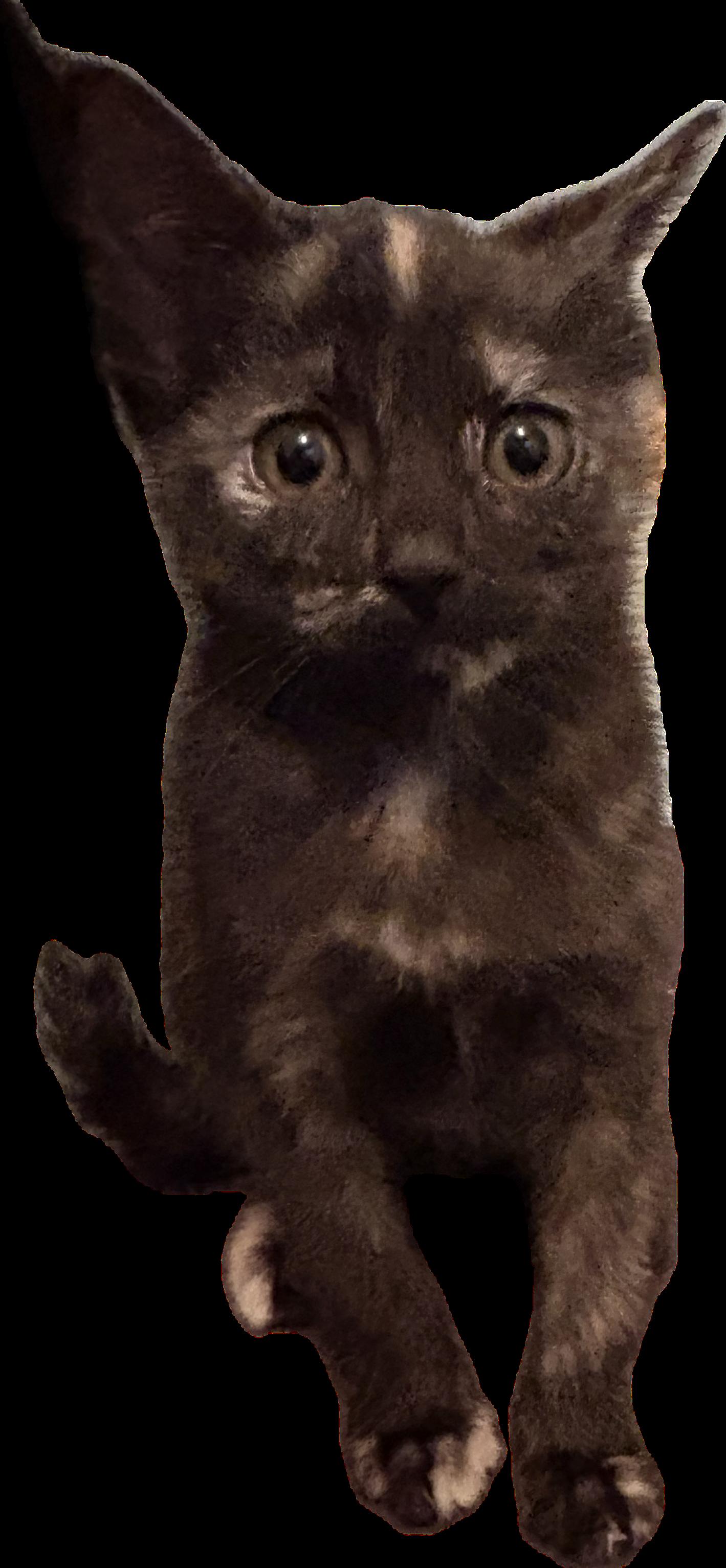 Enlarge Ariel, a Adopted Domestic Short Hair in St Petersburg, FL image 6/6