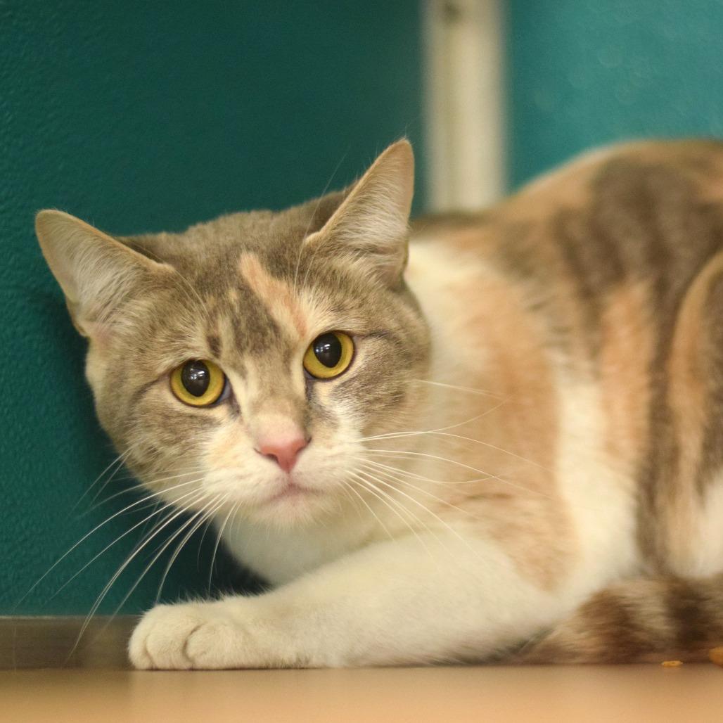 Enlarge Cyrus, a Adoptable Domestic Short Hair in Belleville, IL image 1/2