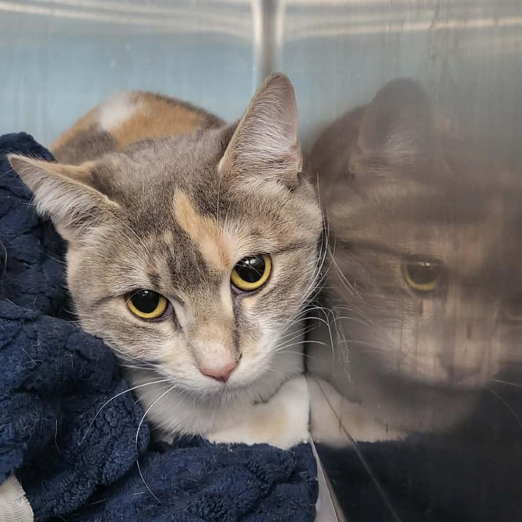 Enlarge Cyrus, a Adoptable Domestic Short Hair in Belleville, IL image 2/2