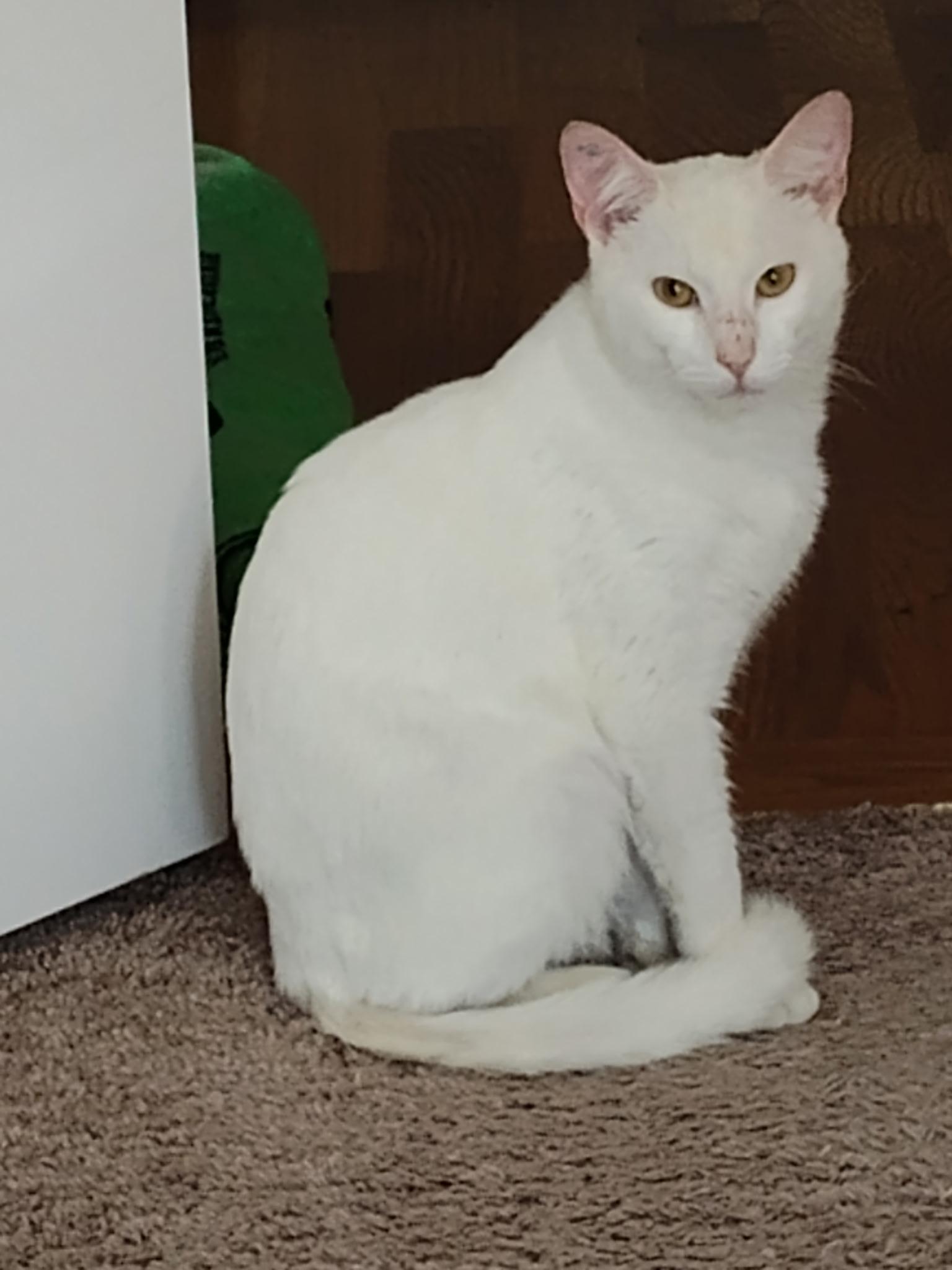 yuki, Adoptable, Kitten Male American Shorthair.