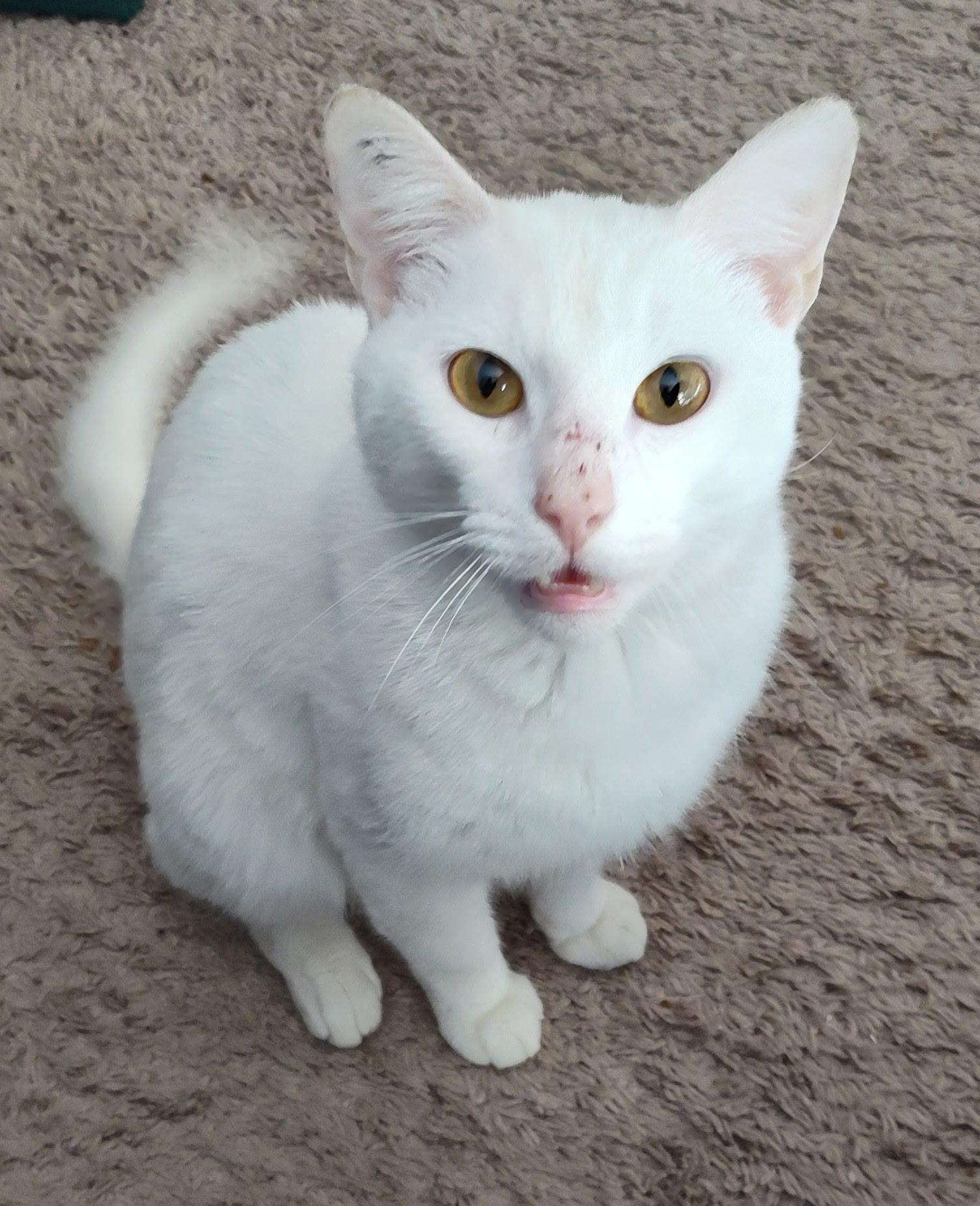 yuki, Adoptable, Kitten Male American Shorthair.