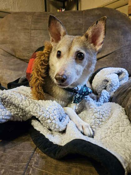 Enlarge Buddy, a Adoptable mixed breed in Shawano, WI image 1/1