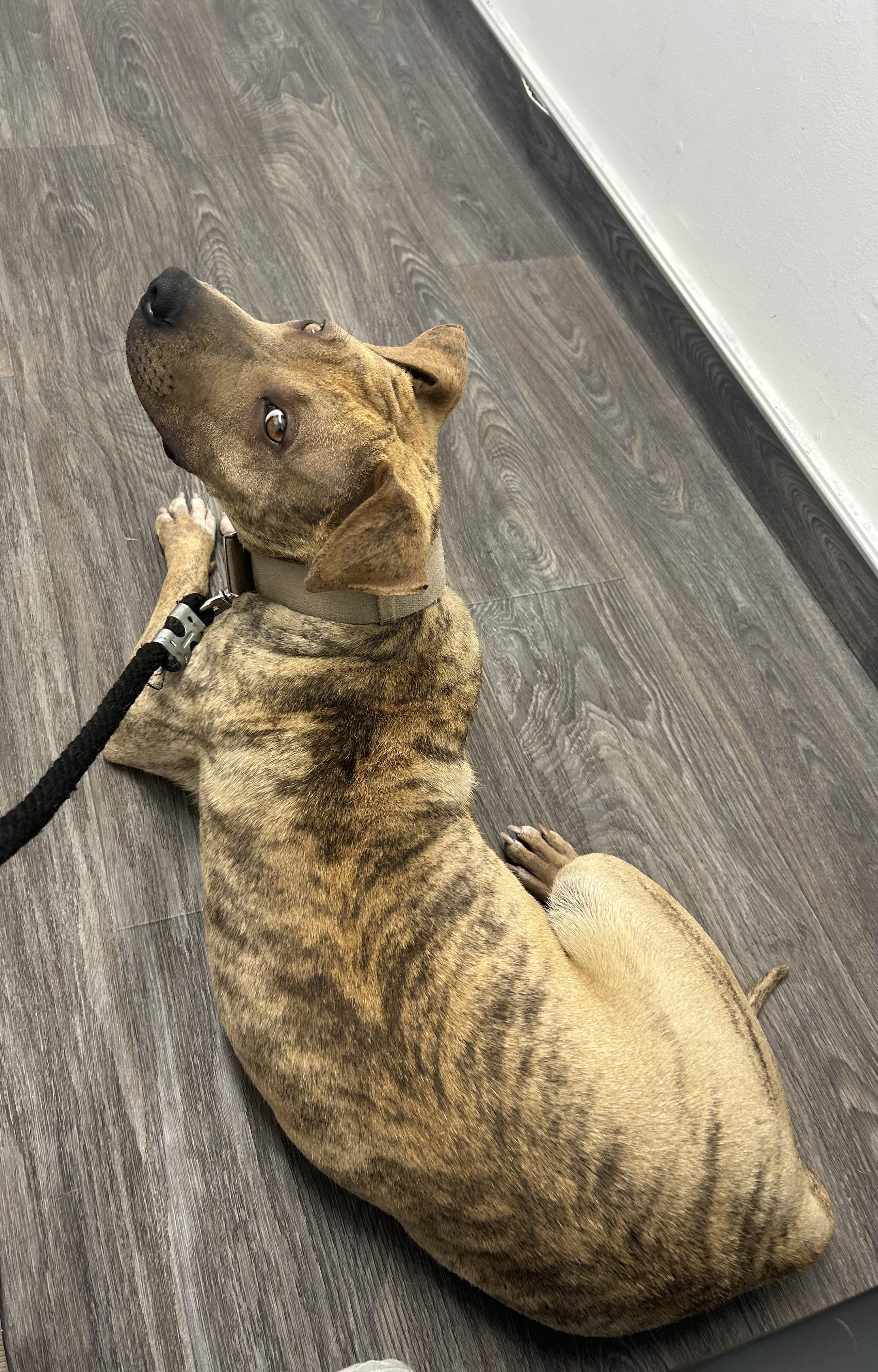 Barbie, Adult Female Pit Bull Terrier