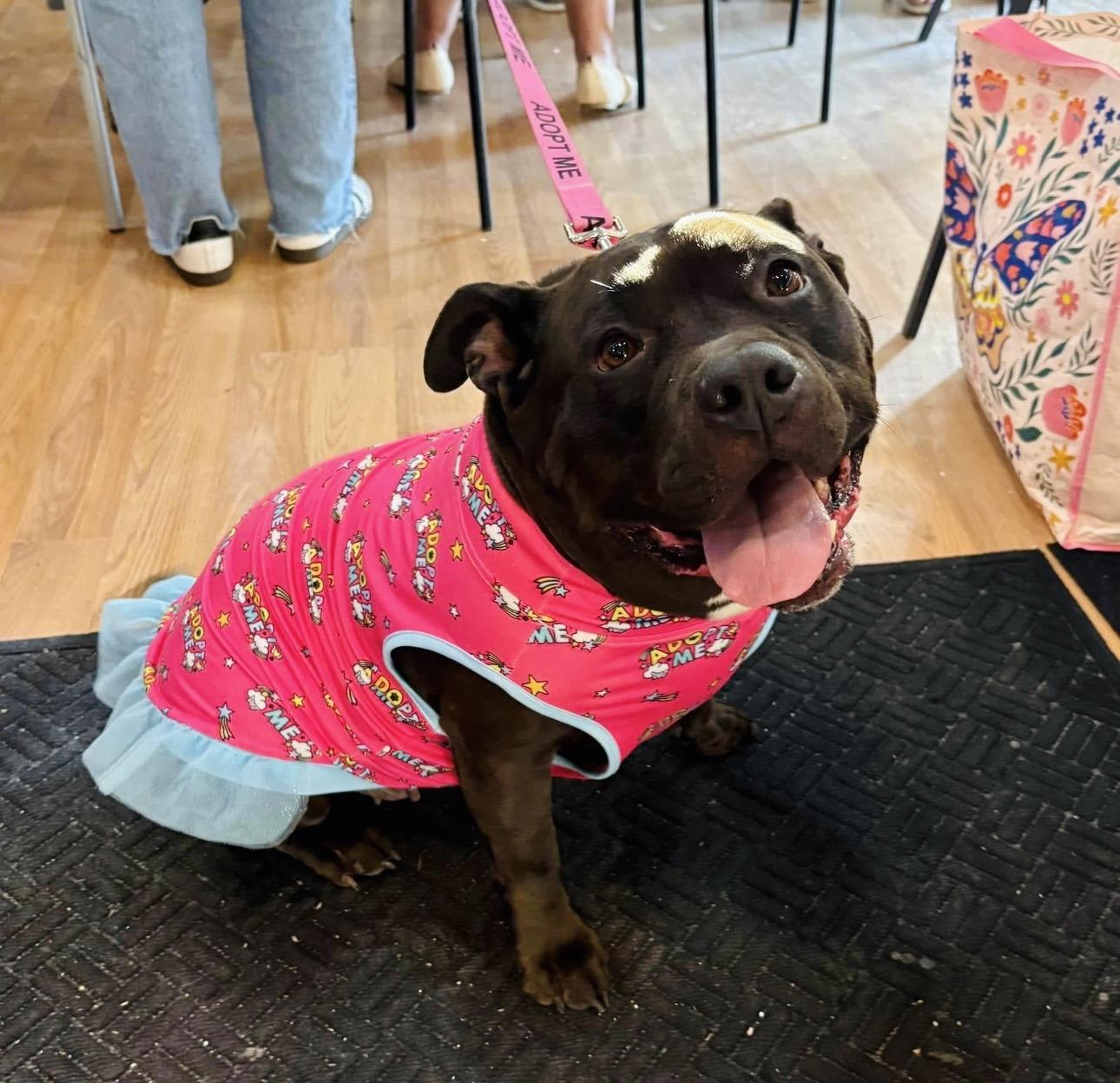 Enlarge Mabel, a ADOPTABLE American Bully in Youngstown, OH image 2/6