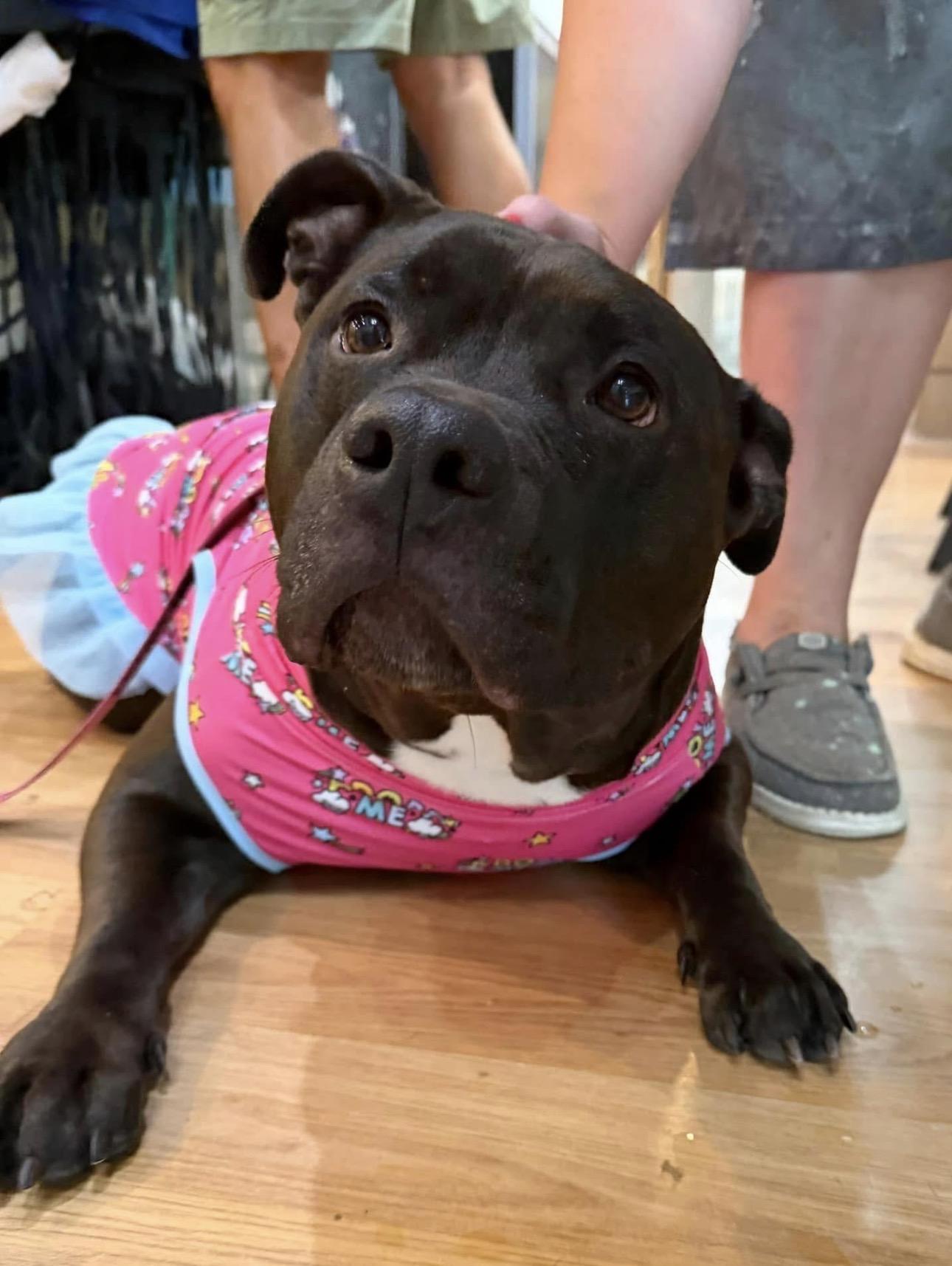 Mabel, ADOPTABLE, Young Female American Bully.