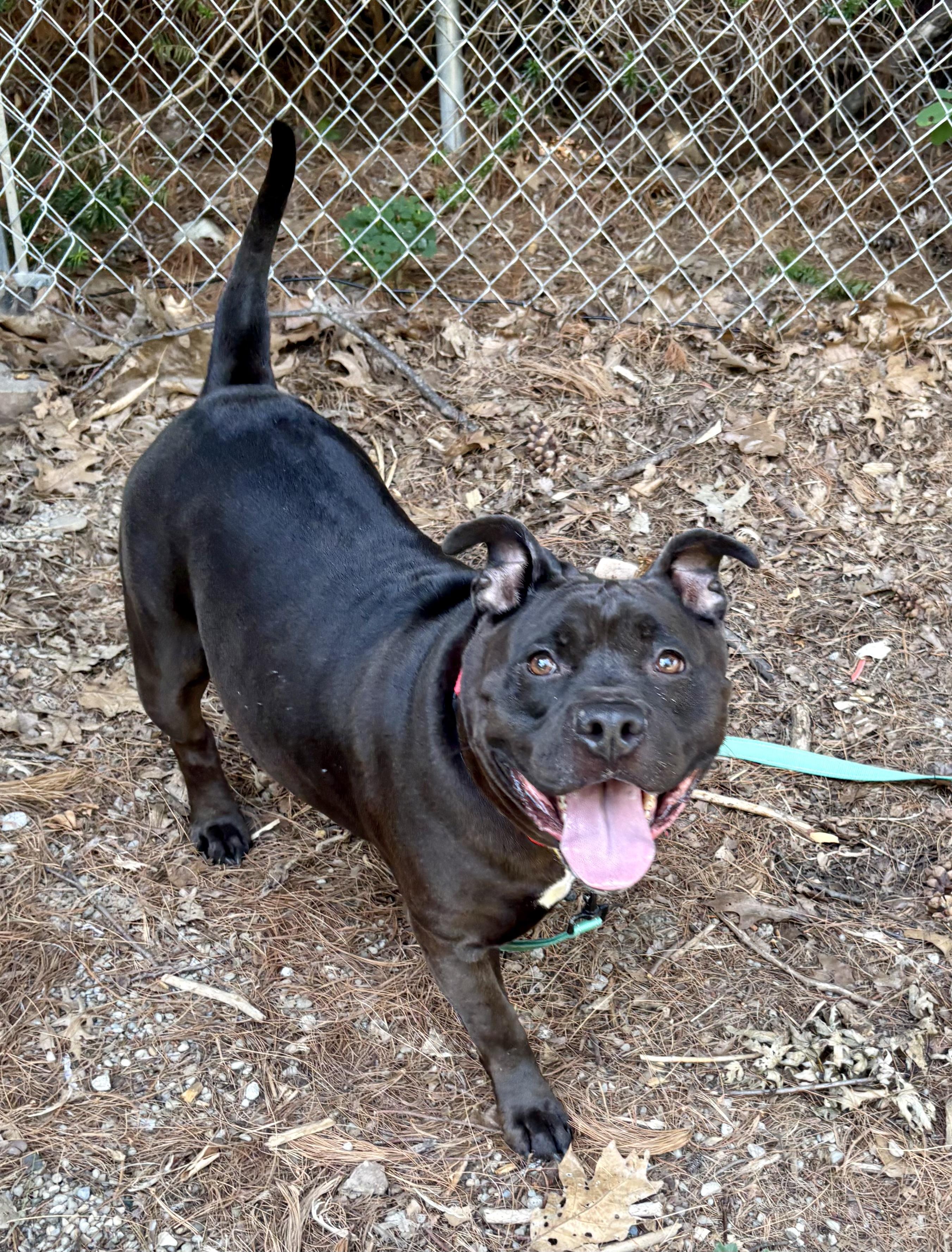 Mabel, a ADOPTABLE American Bully in Youngstown, OH image 3/6