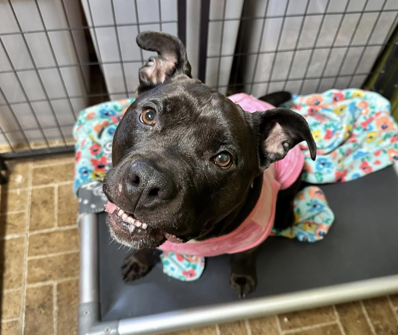 Mabel, a ADOPTABLE American Bully in Youngstown, OH image 2/6