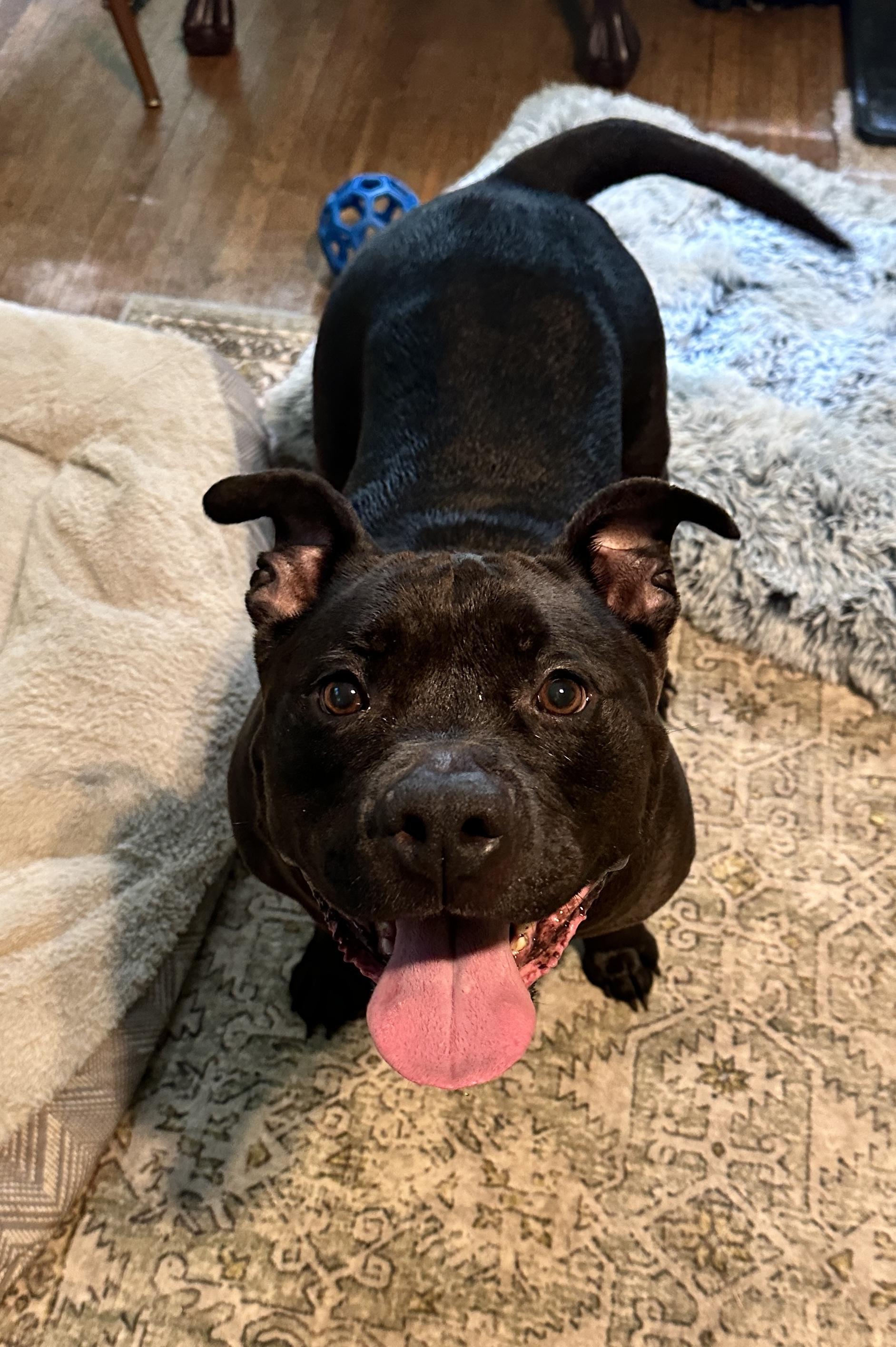 Mabel, a ADOPTABLE American Bully in Youngstown, OH image 4/6